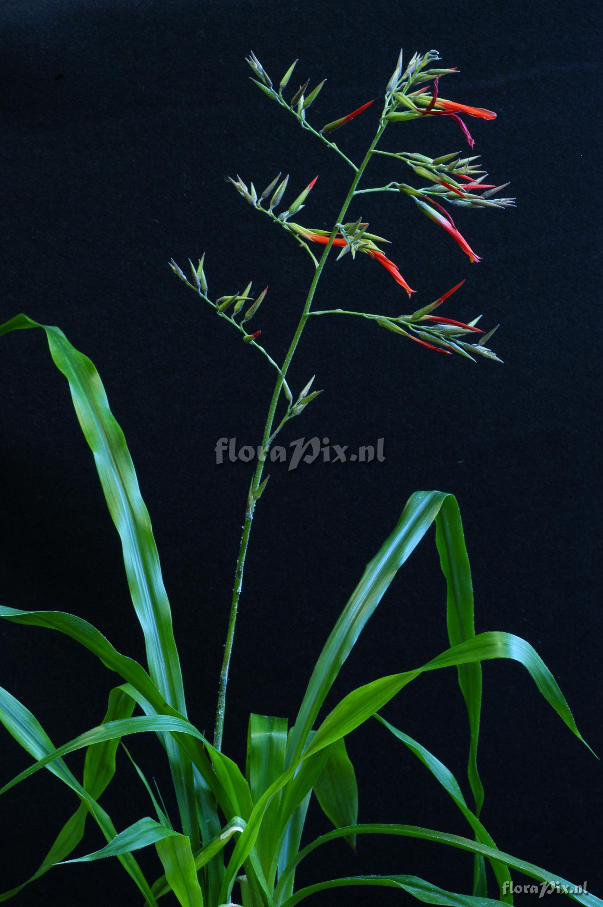 Pitcairnia cf. angustifolia