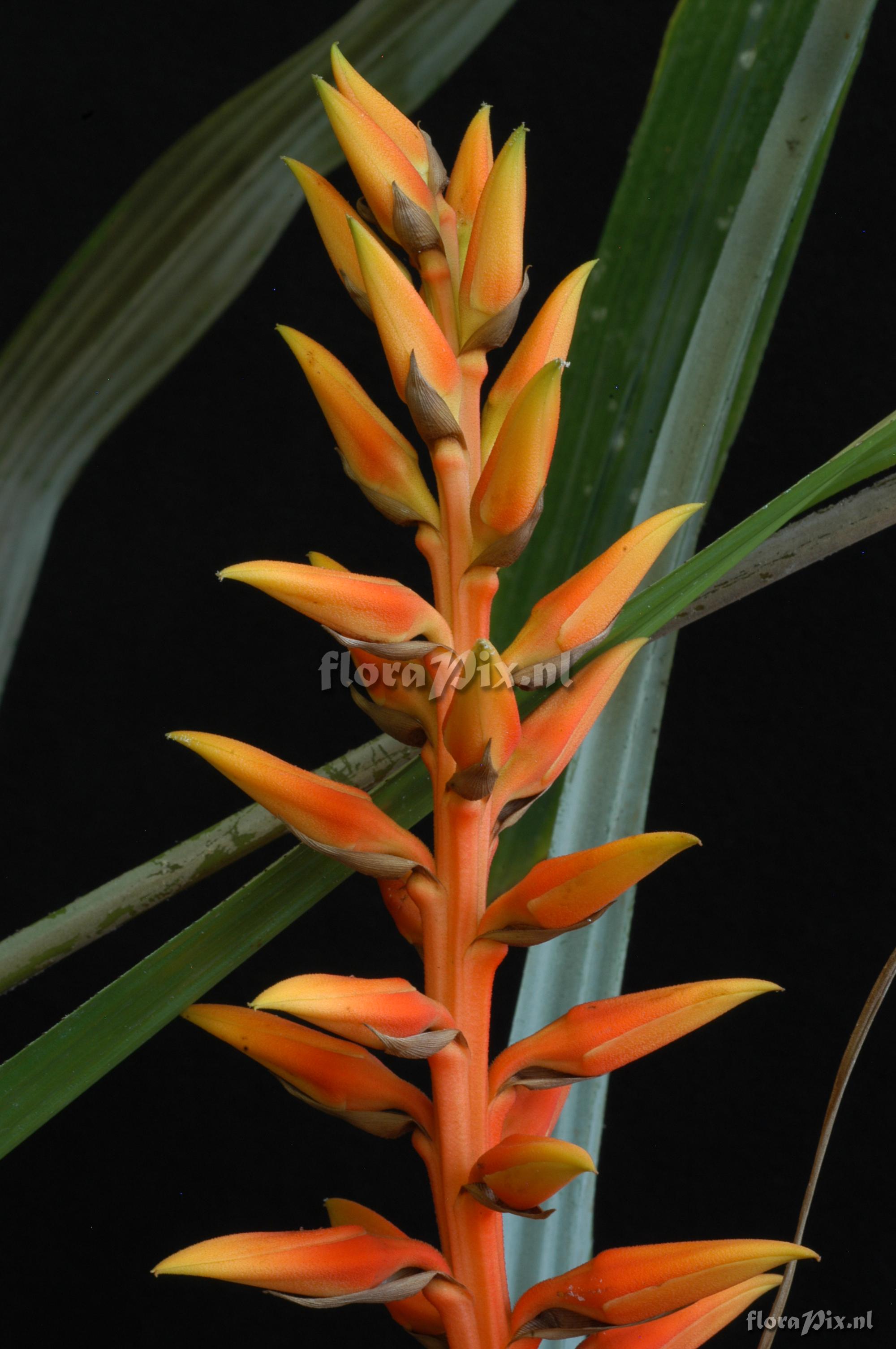 Pitcairnia elvirae