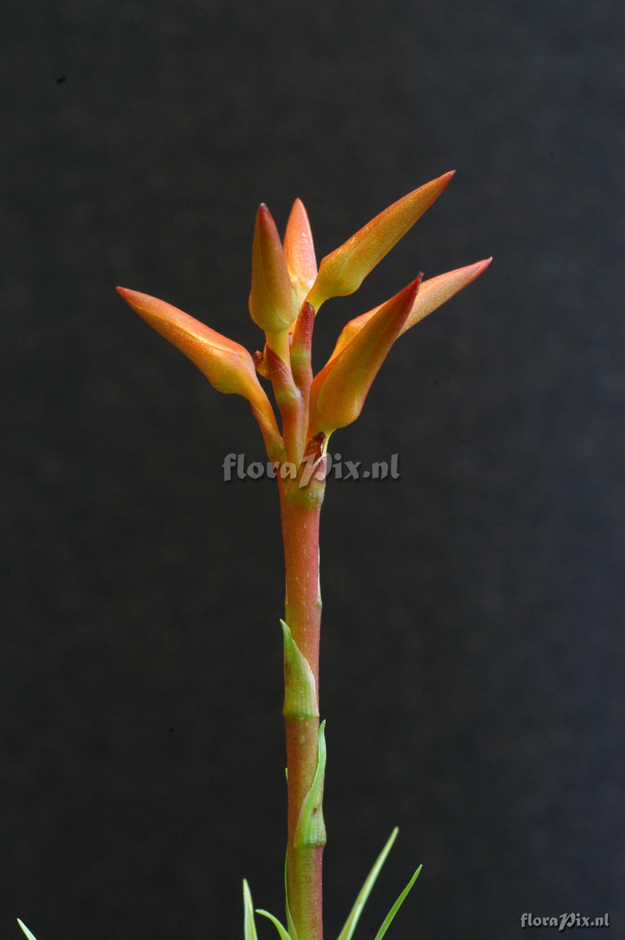 Pitcairnia feliciana