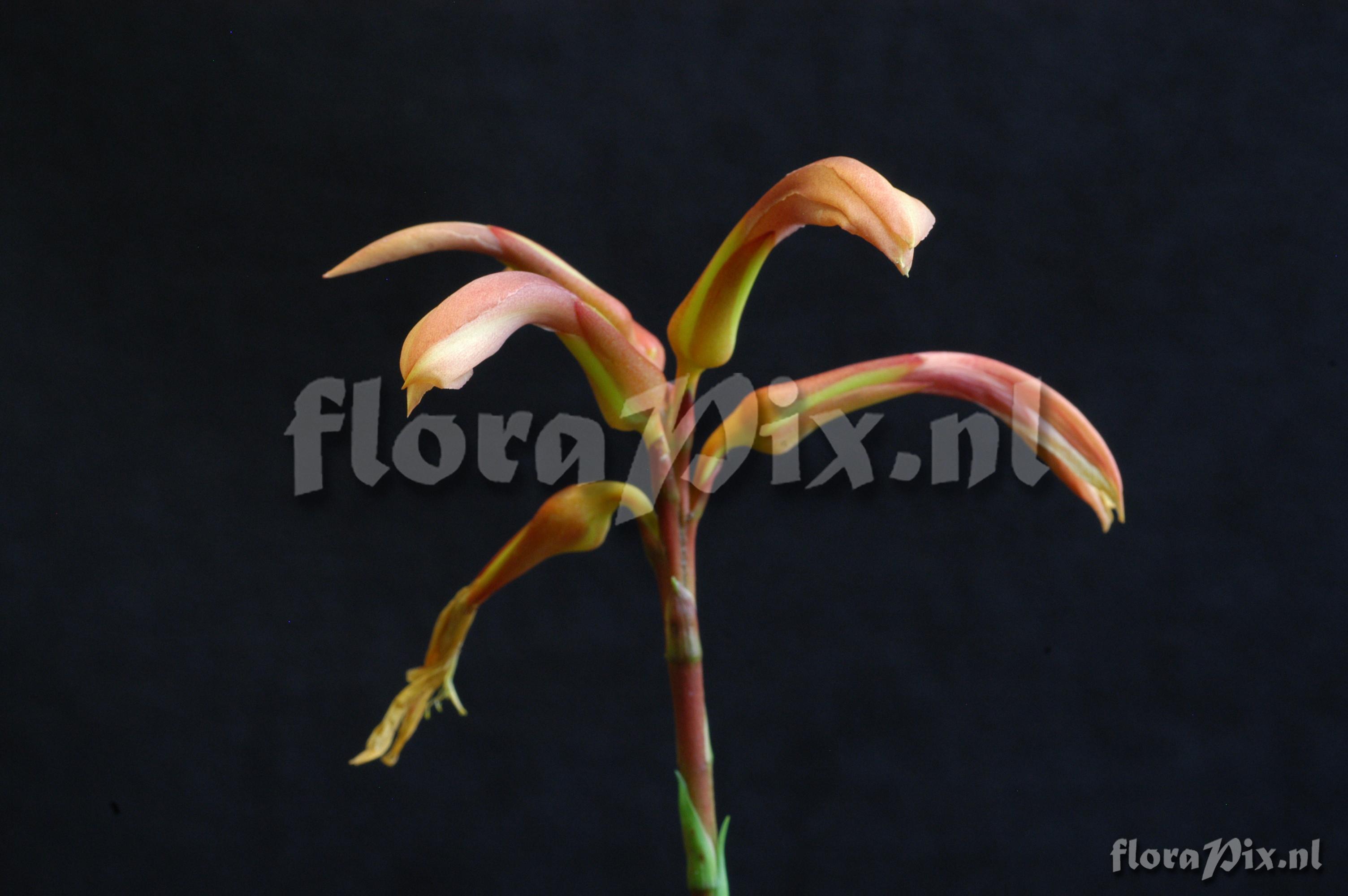 Pitcairnia feliciana