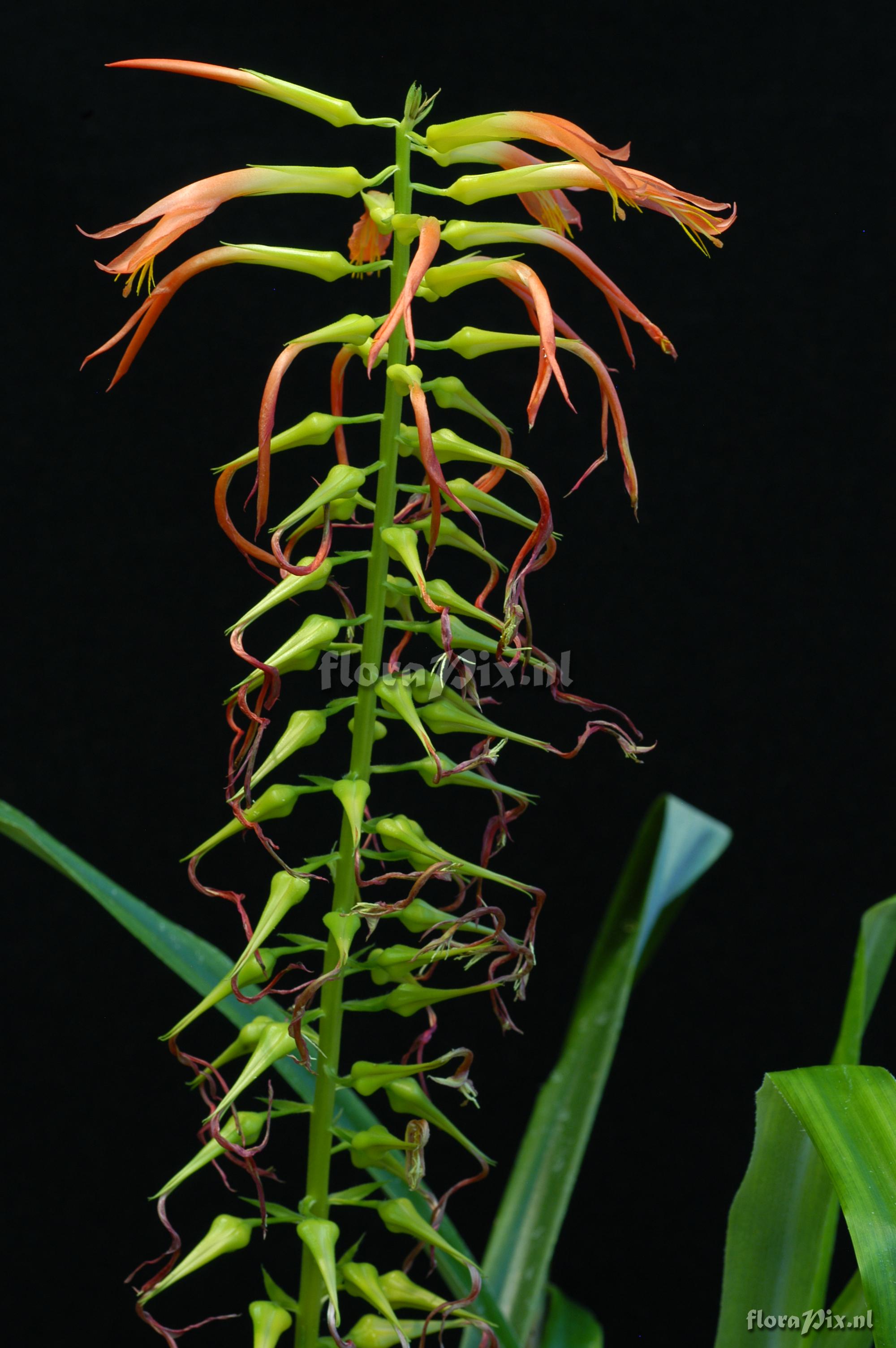 Pitcairnia flammea var. roezlii