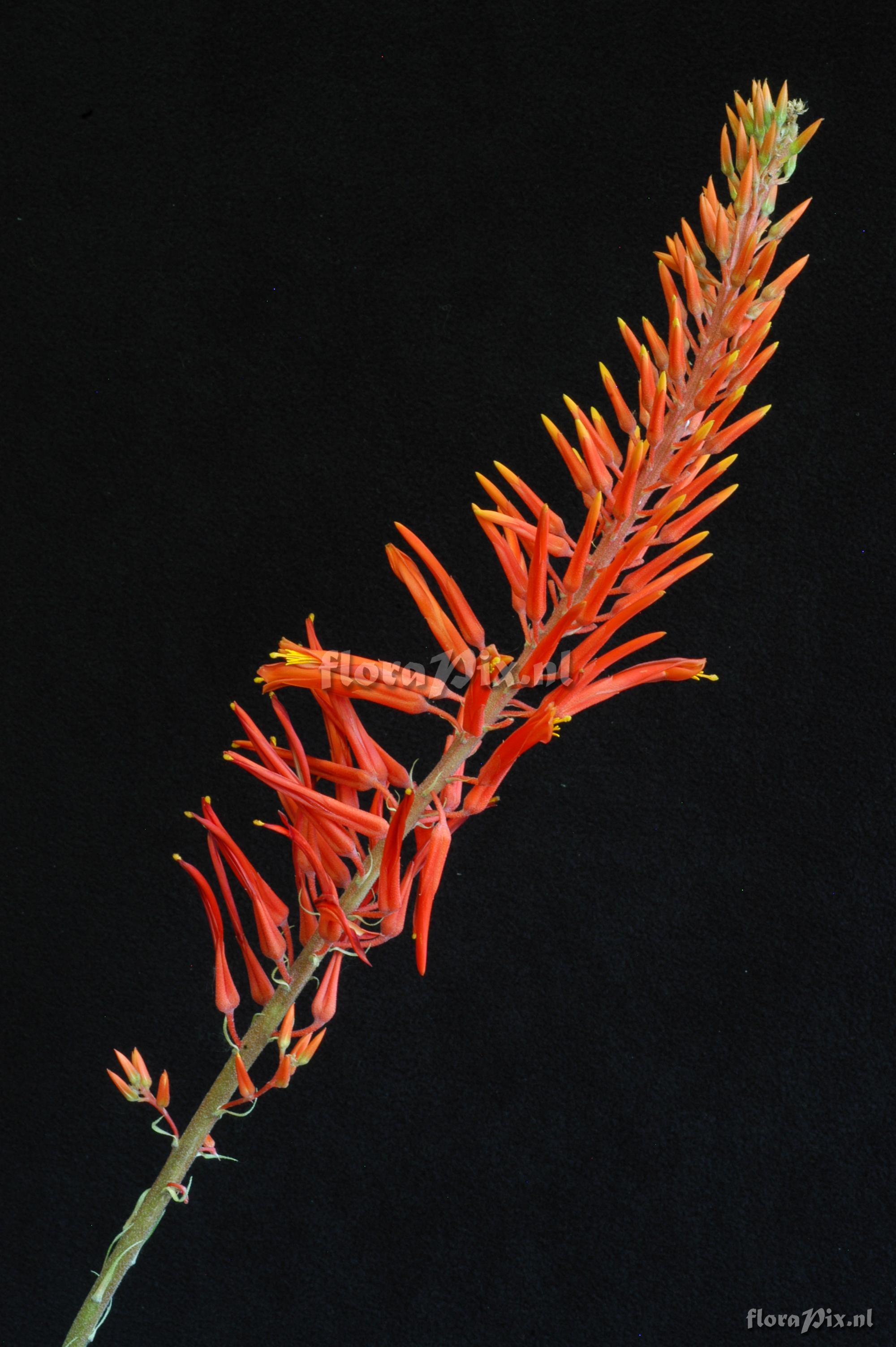 Pitcairnia grafii