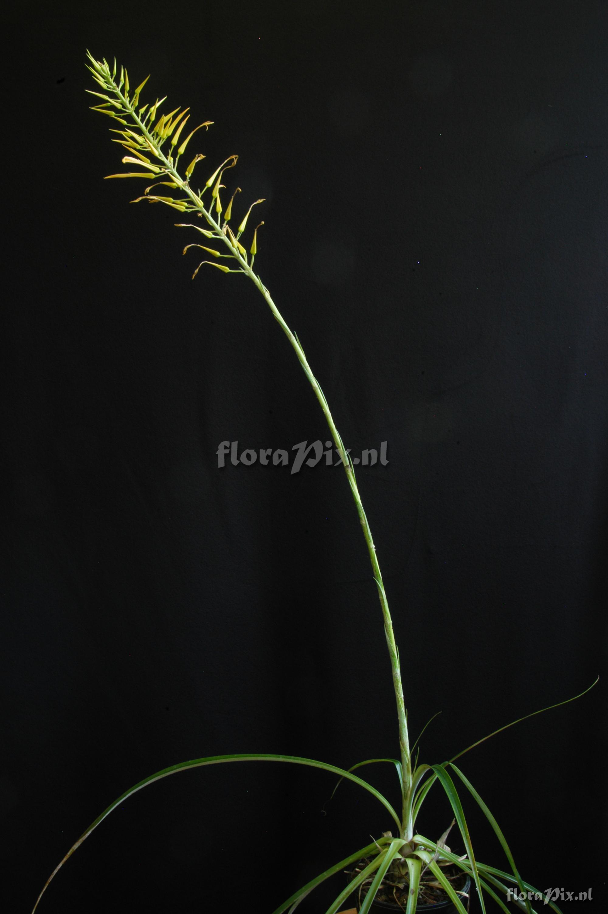 Pitcairnia halophila