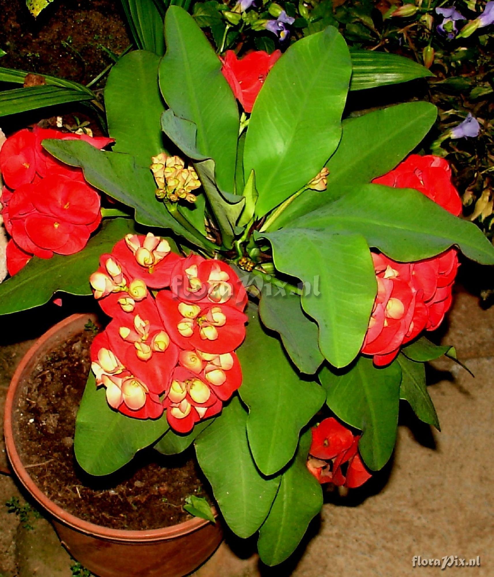 Euphorbia sp.