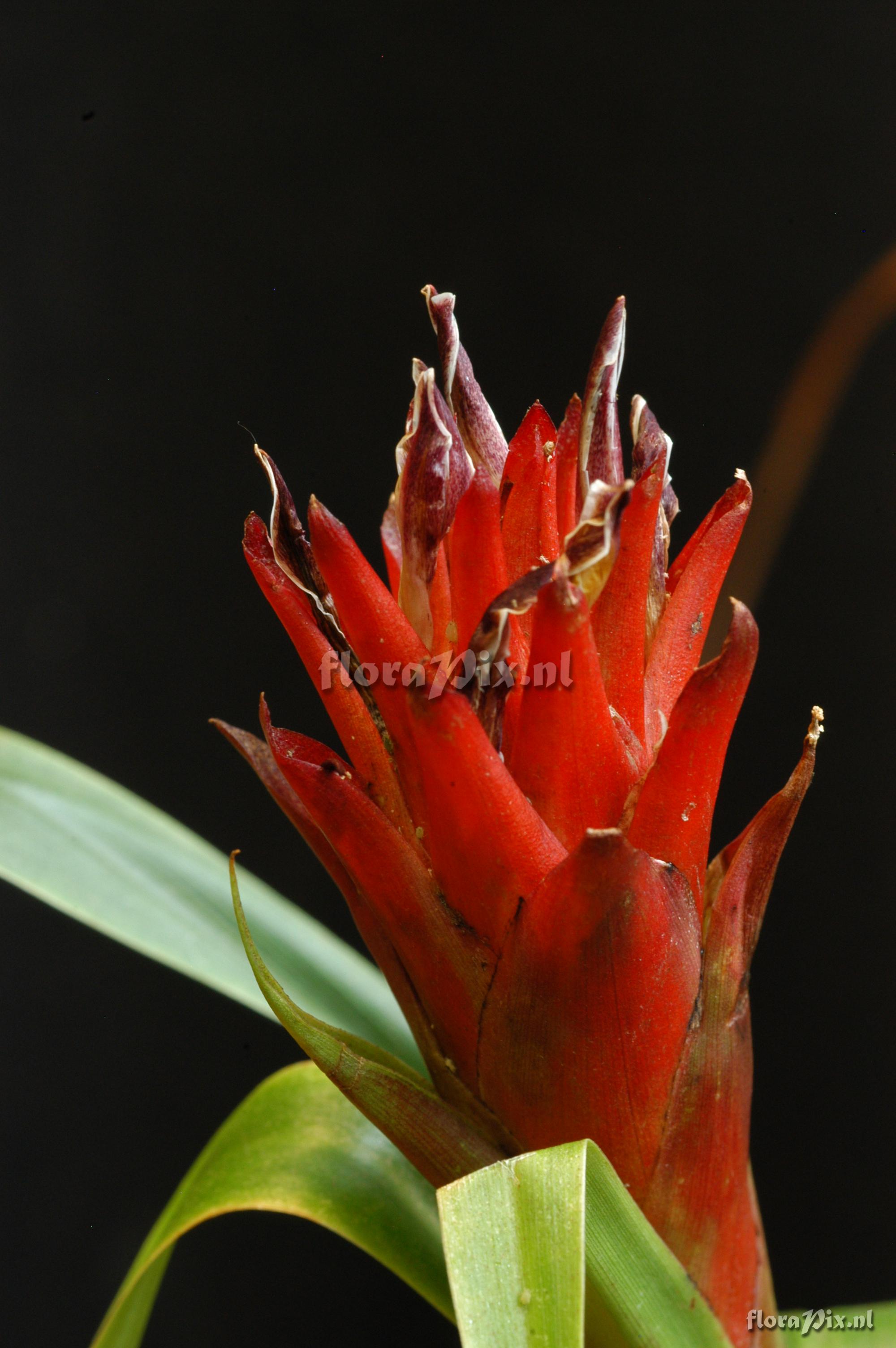 Pitcairnia hitchcockiana