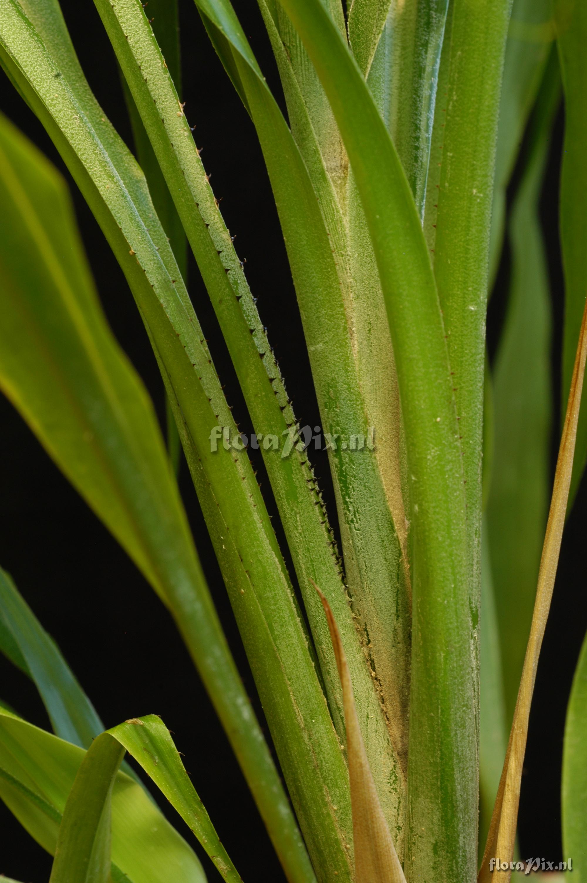 Pitcairnia imbricata