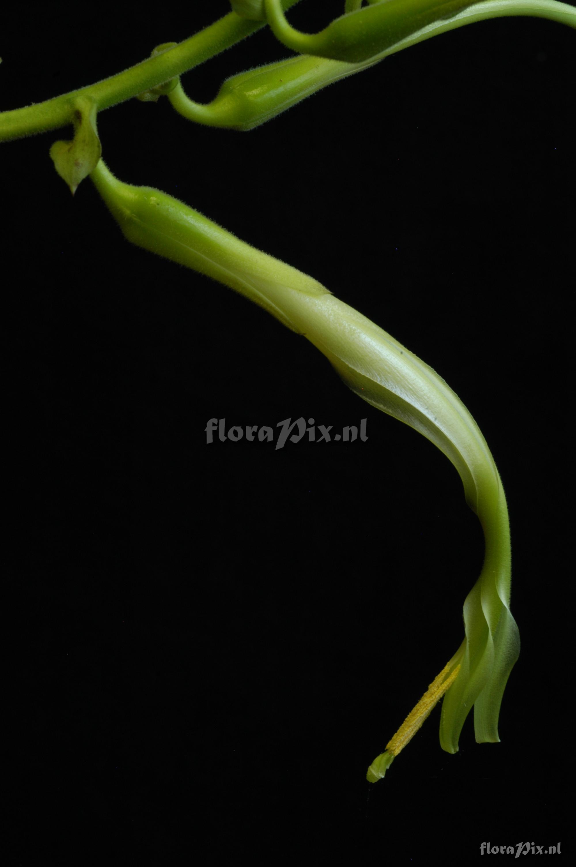 Pitcairnia longissimiflora