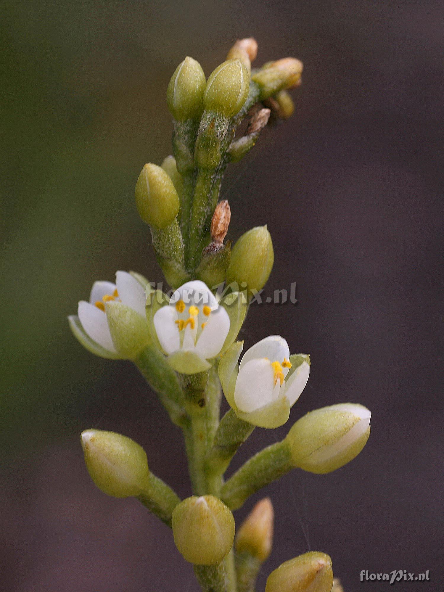 Brocchinia reducta