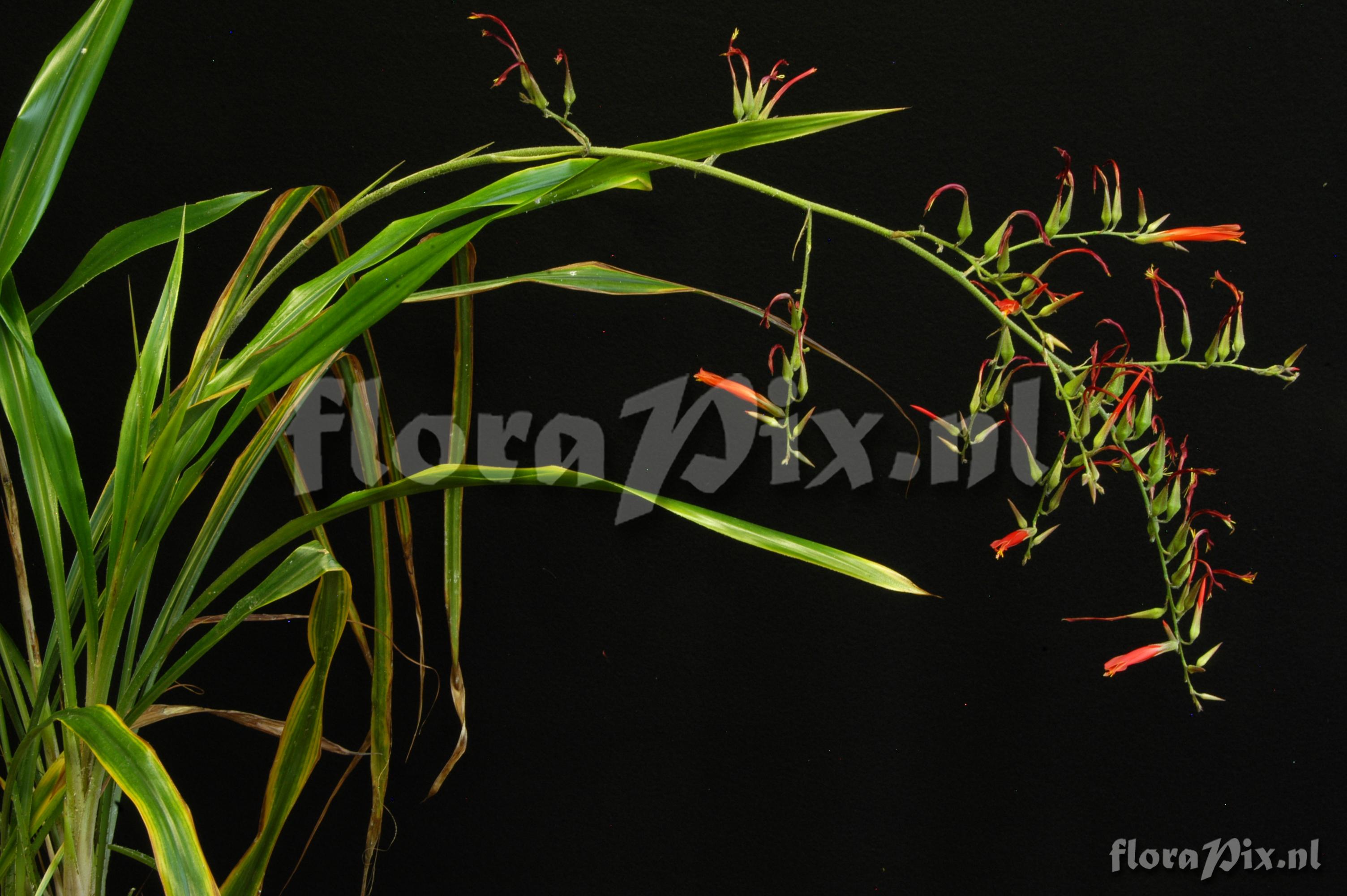Pitcairnia paniculata