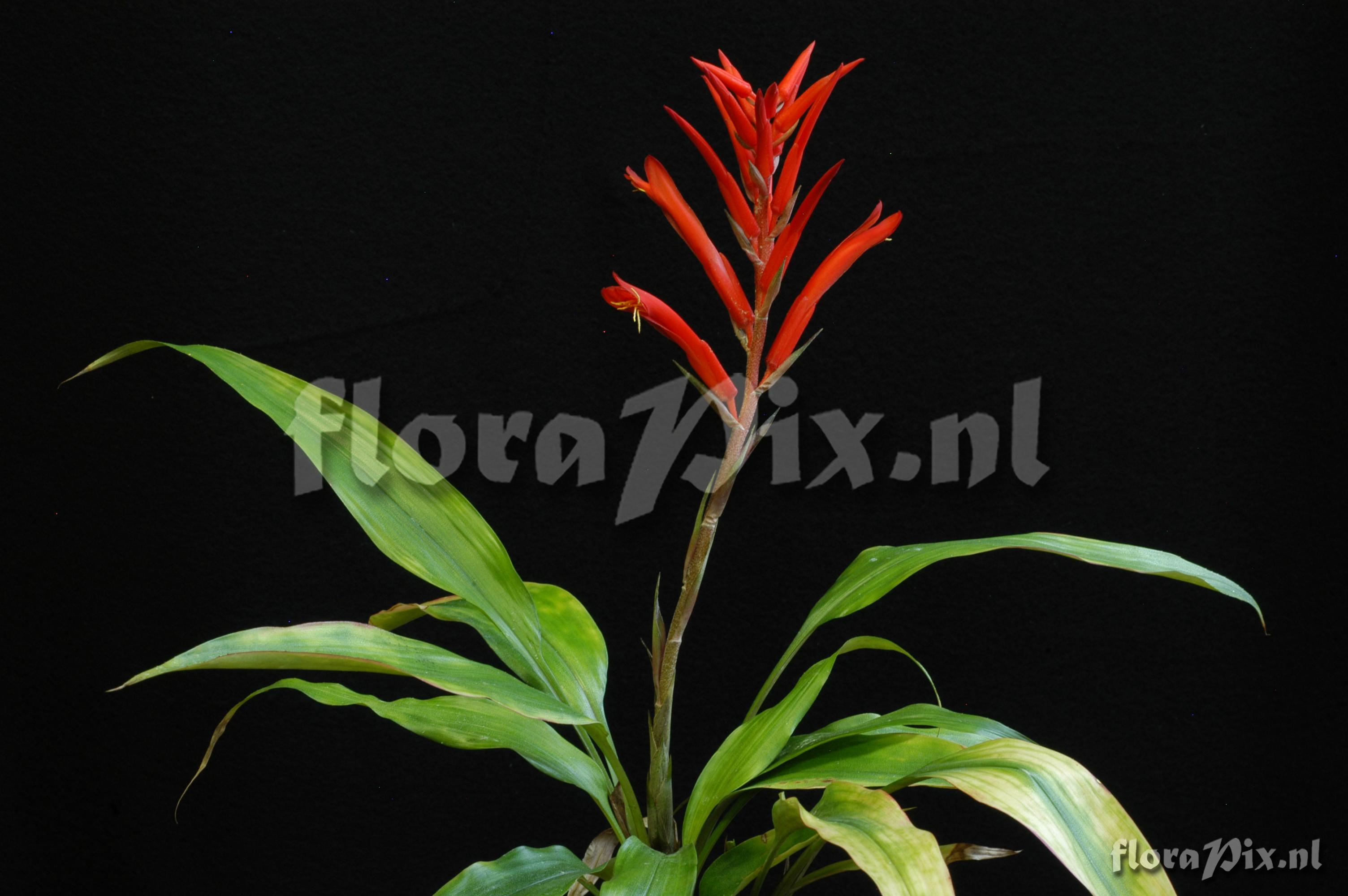 Pitcairnia sprucei