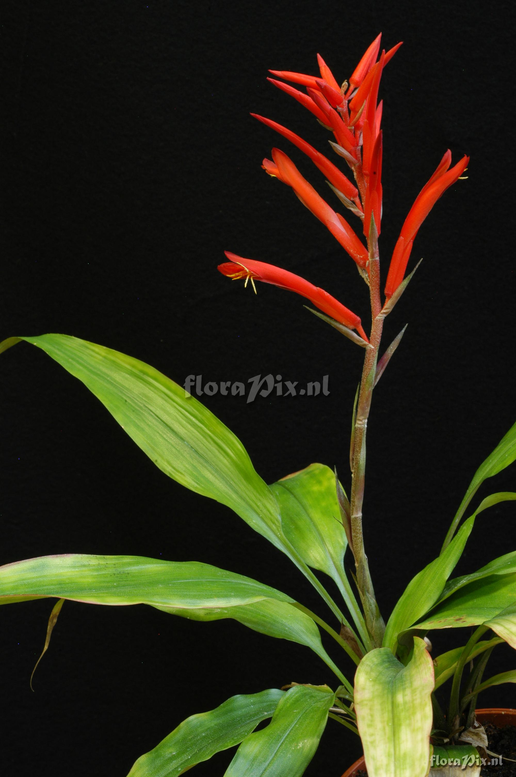 Pitcairnia sprucei