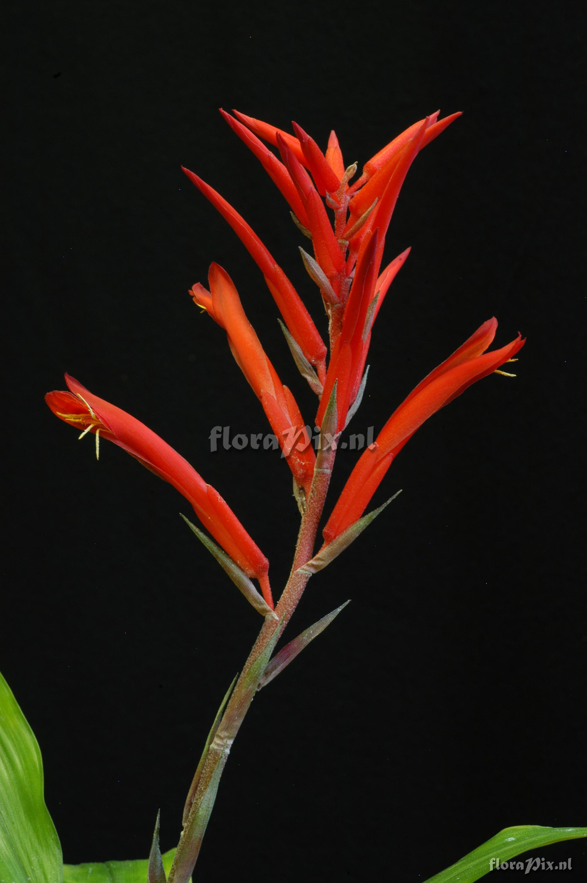 Pitcairnia sprucei