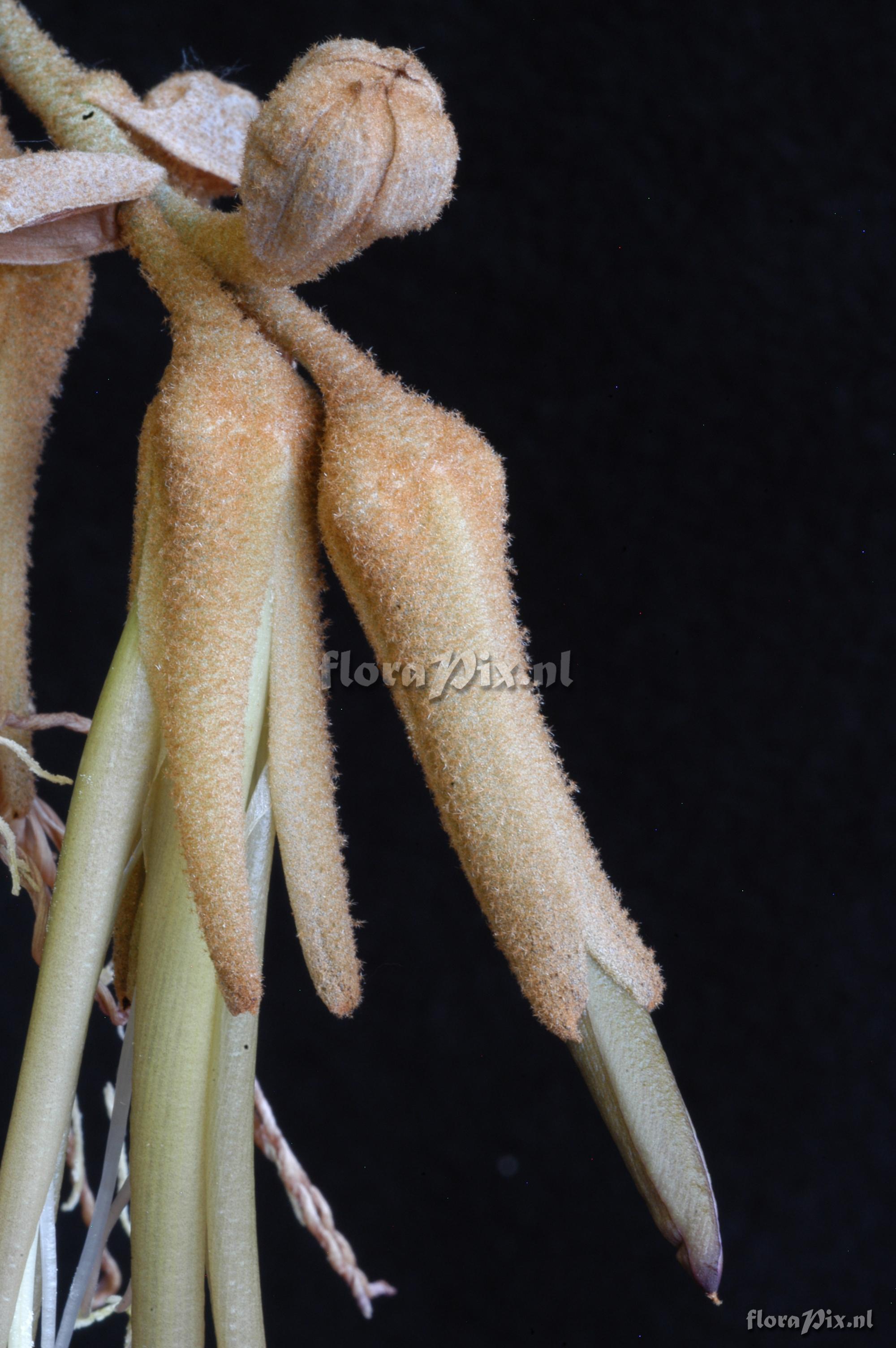 Puya ferruginea