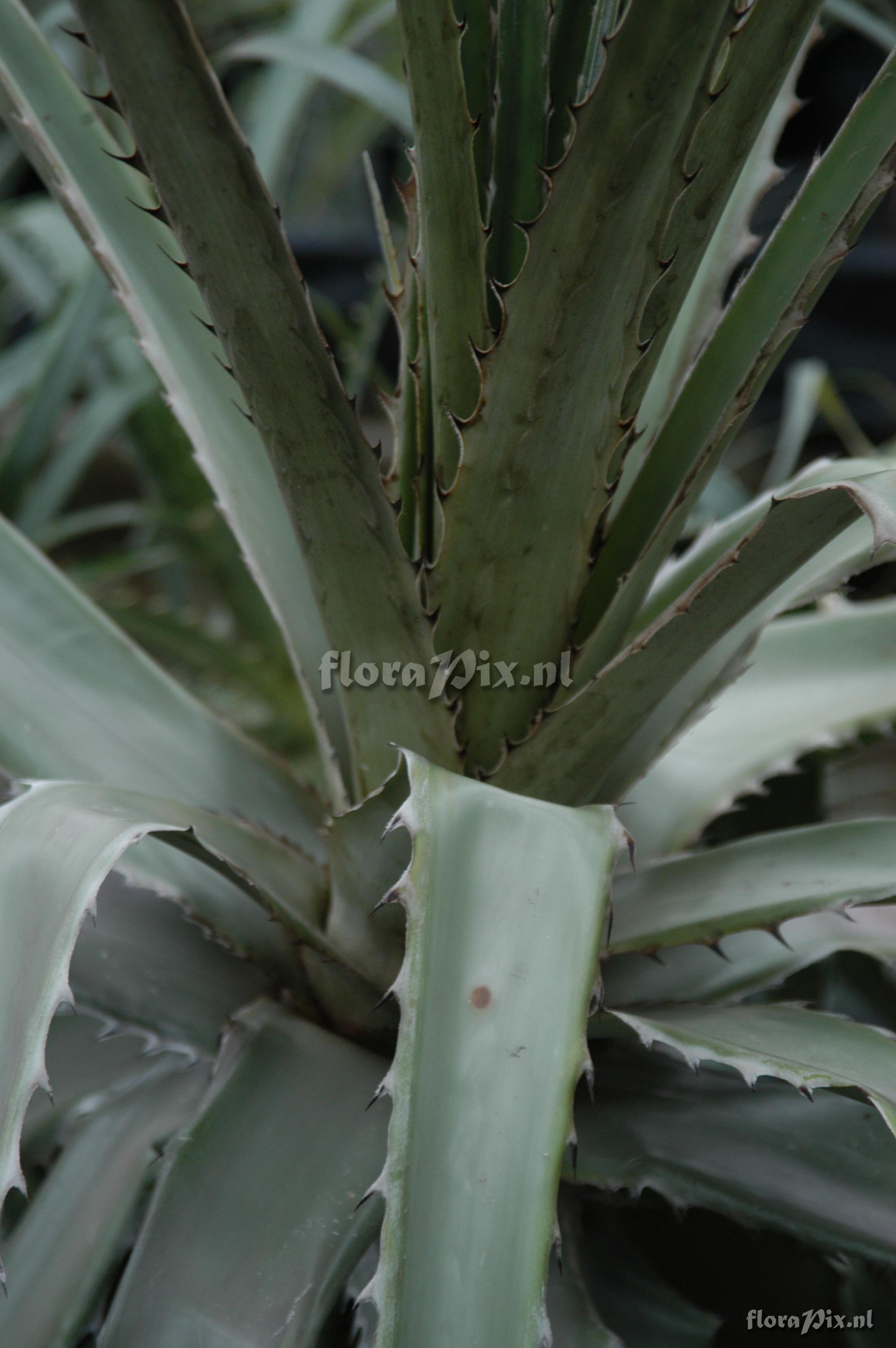 Puya spec.