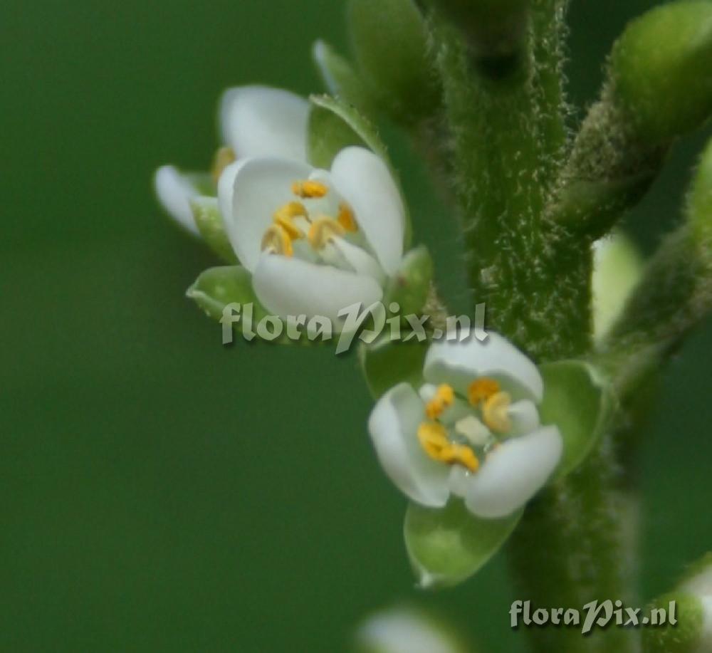 Brocchinia hechtioides