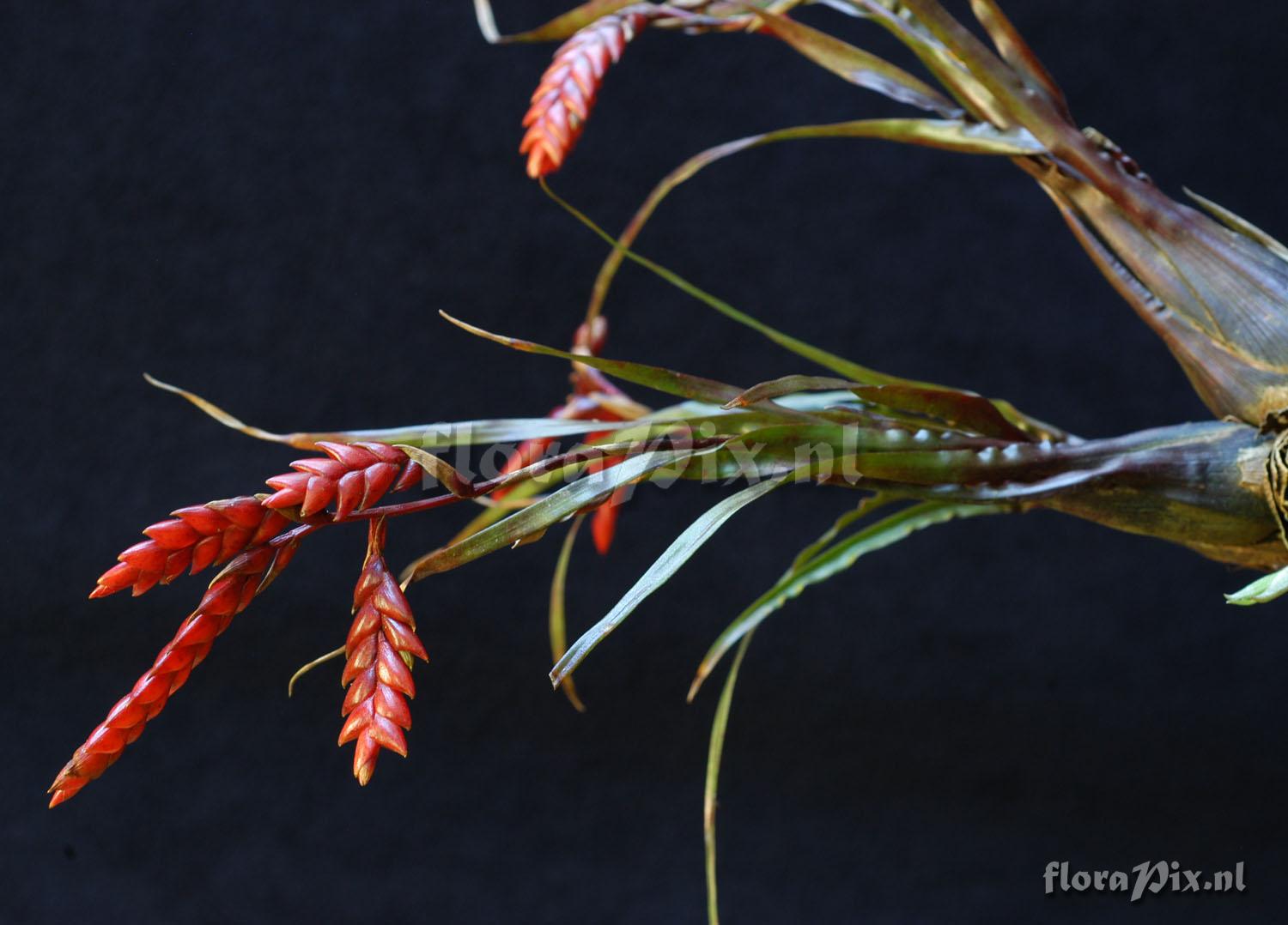 Tillandsia heteromorpha 2007GR01156