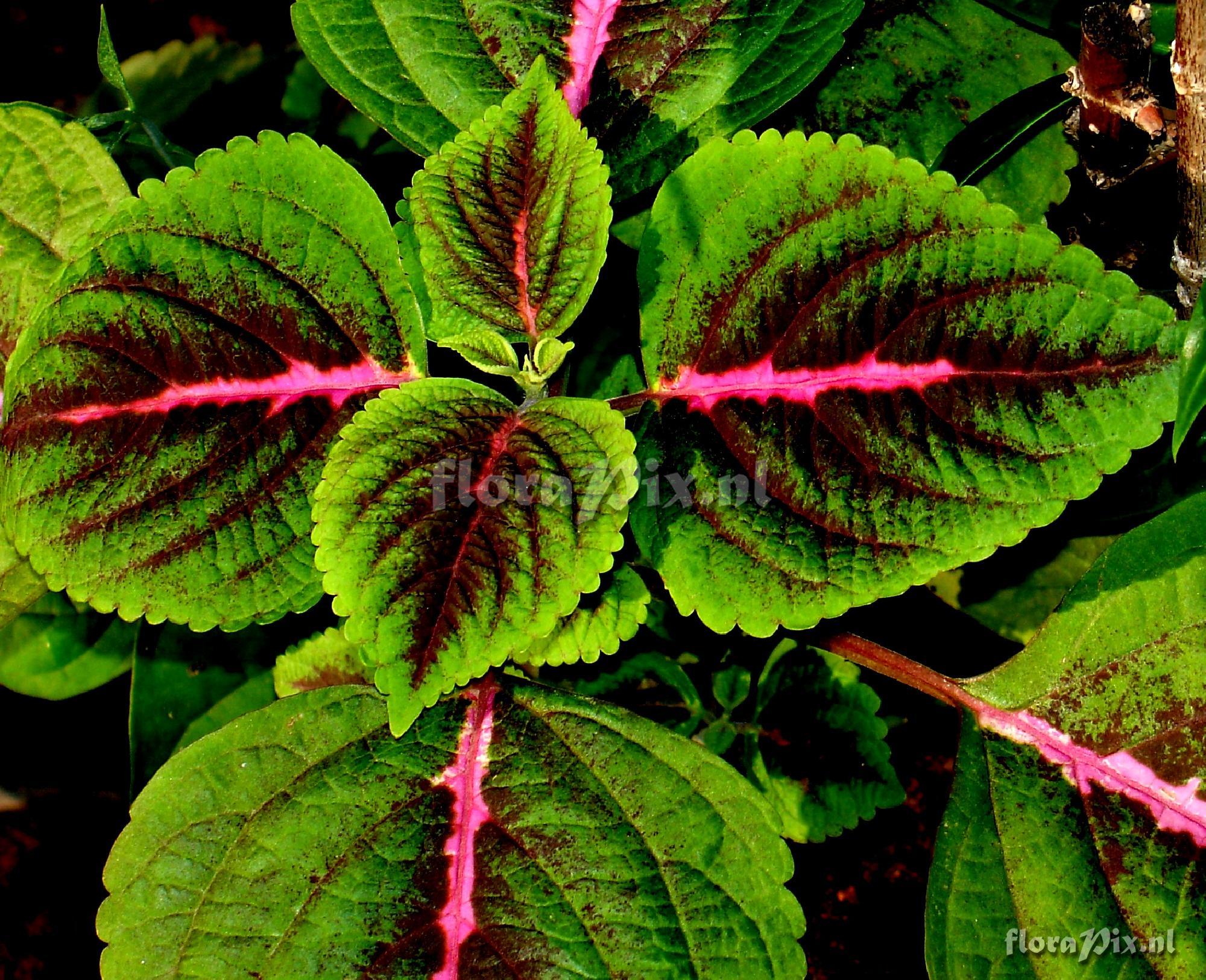 Coleus sp. Labiatae