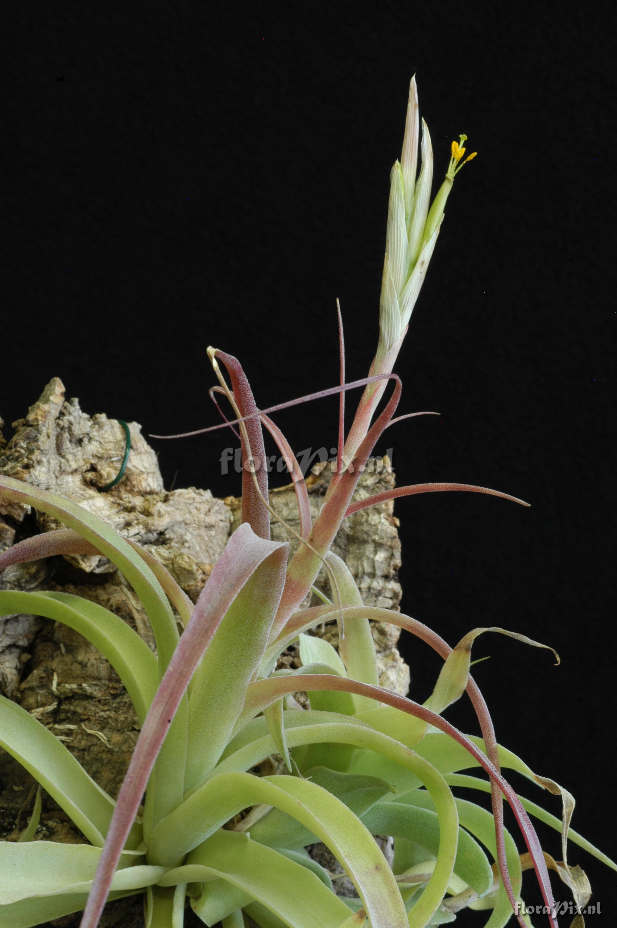 Tillandsia achyrostachys var. stenolepis