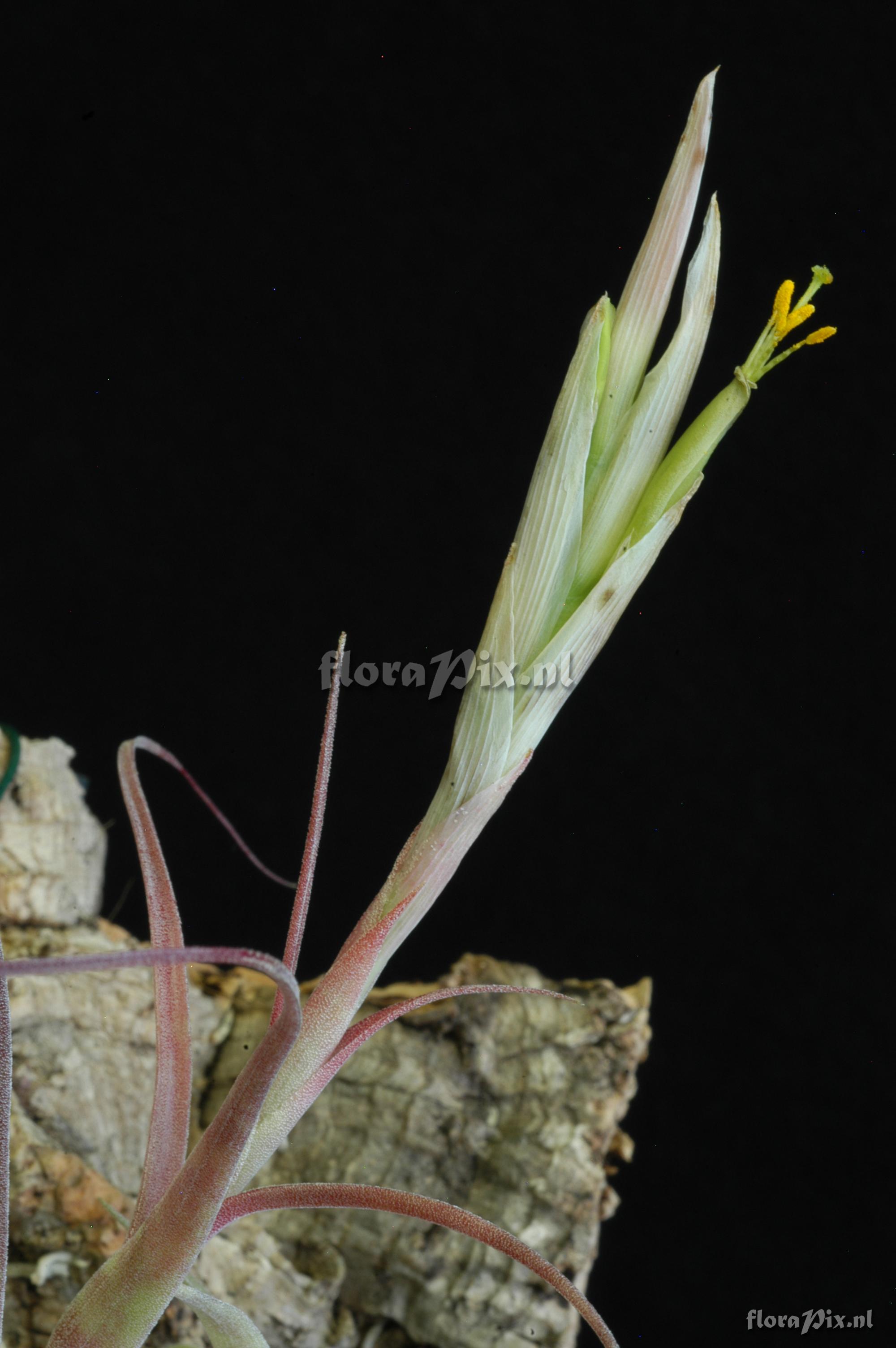 Tillandsia achyrostachys var. stenolepis