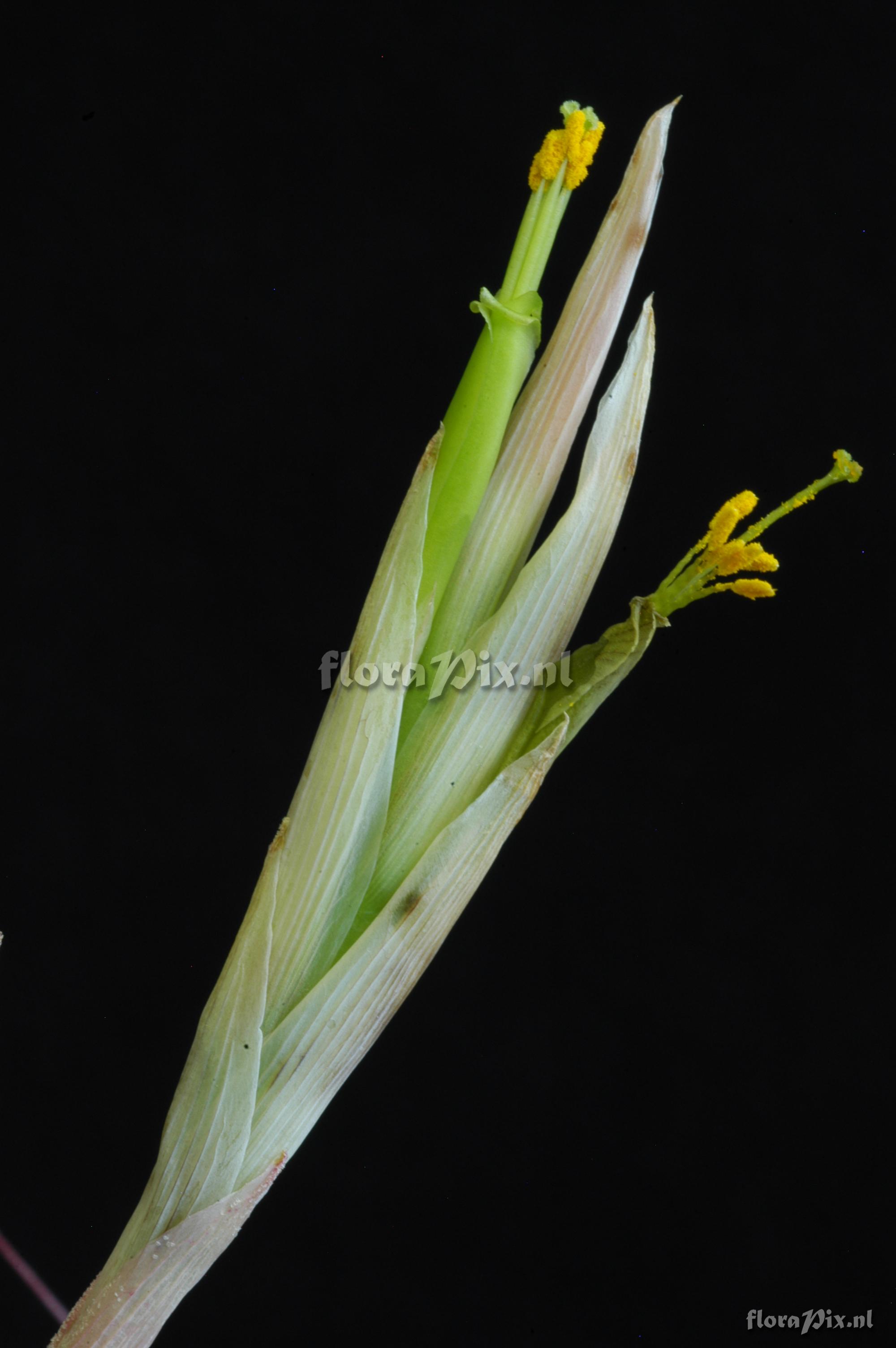 Tillandsia achyrostachys var. stenolepis