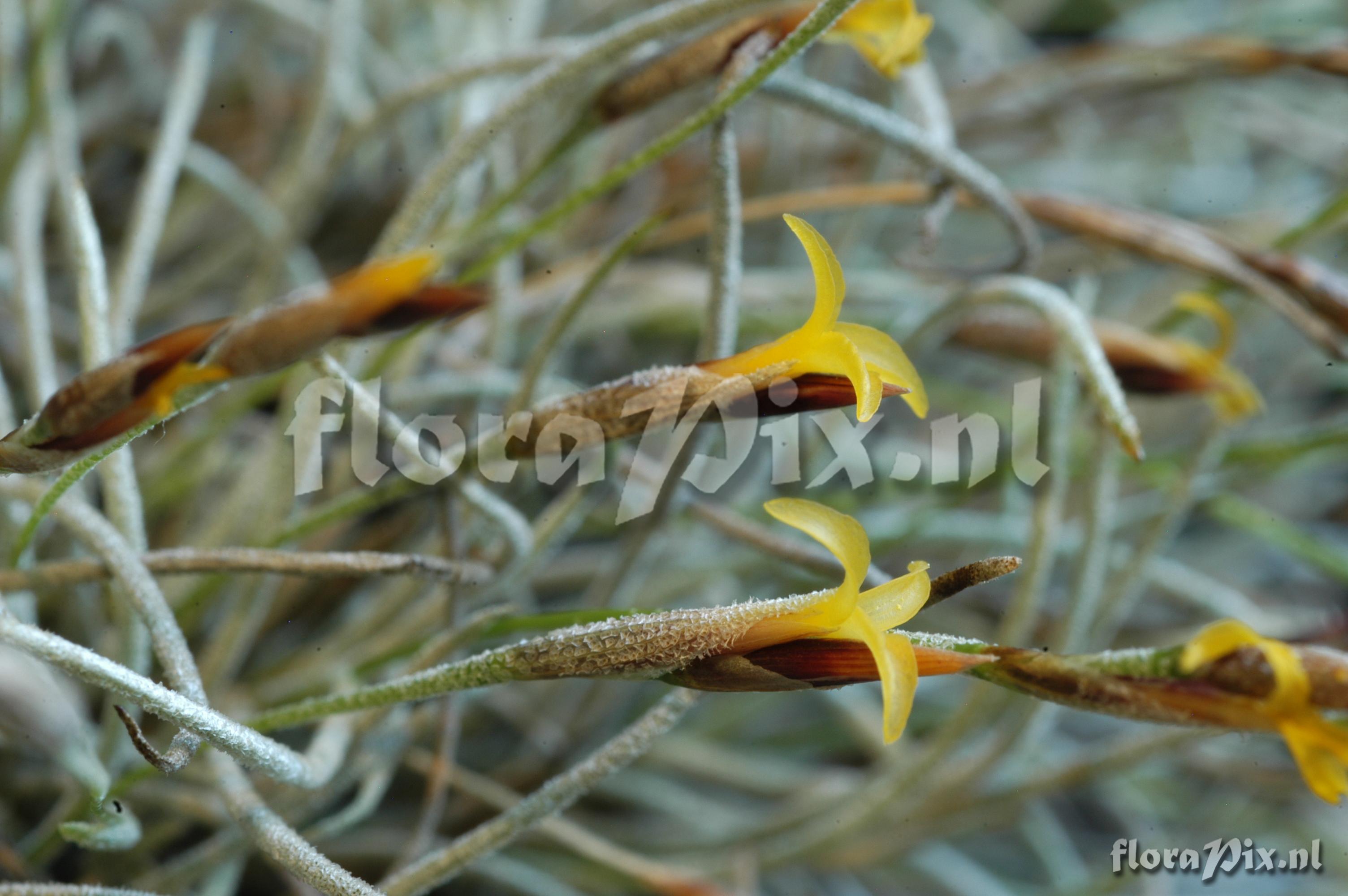 Tillandsia aff. capillaris