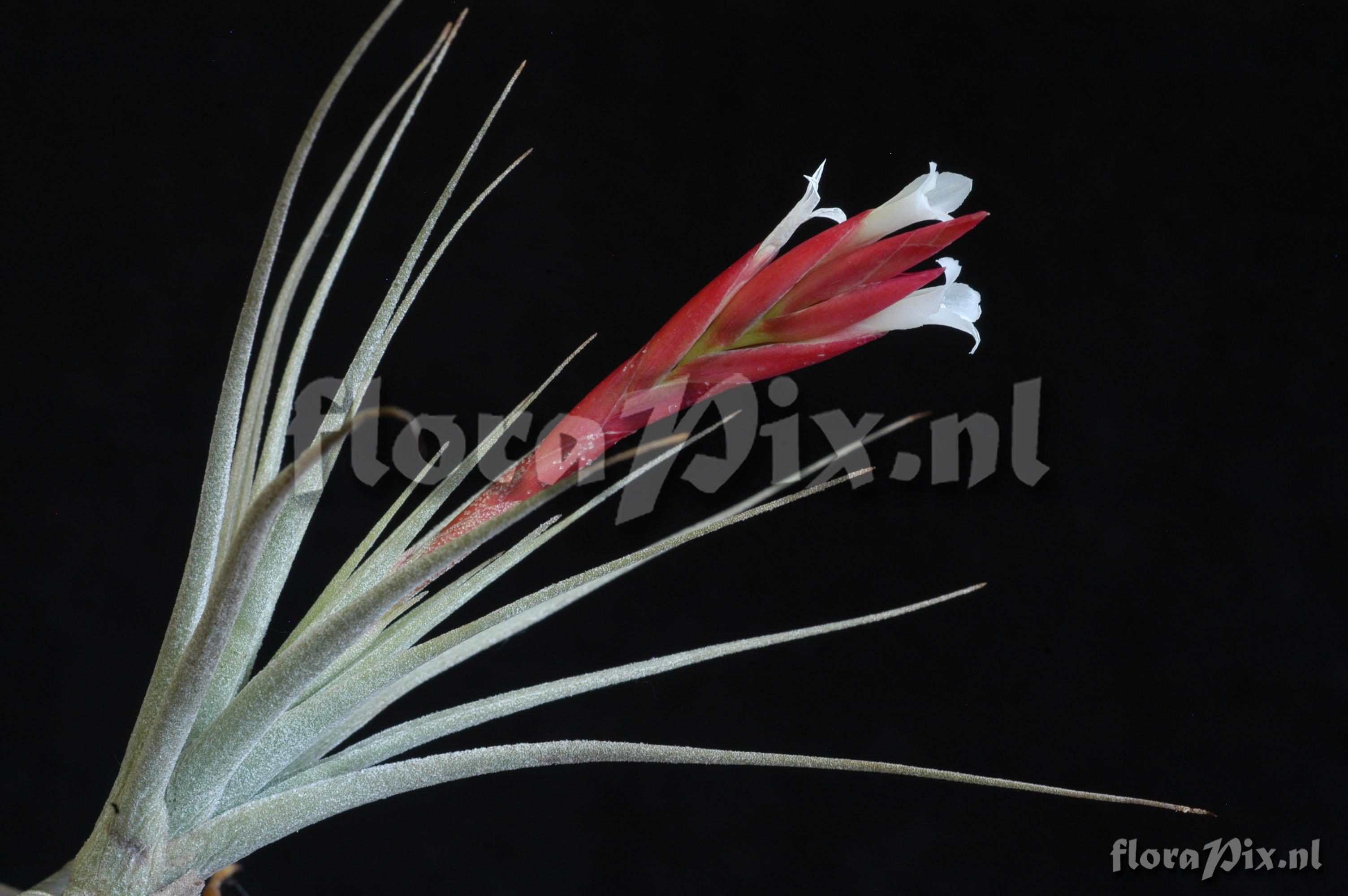 Tillandsia aff. caulescens