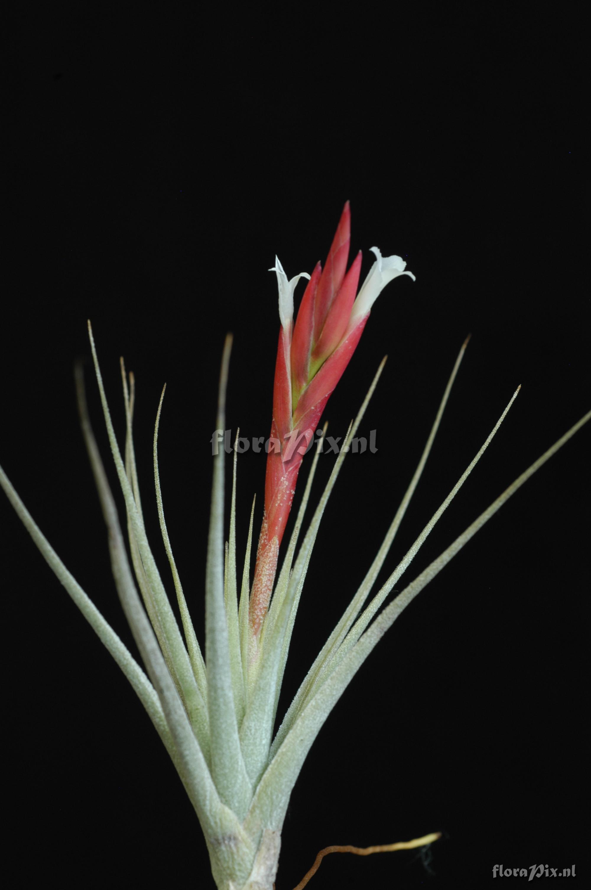 Tillandsia aff. caulescens