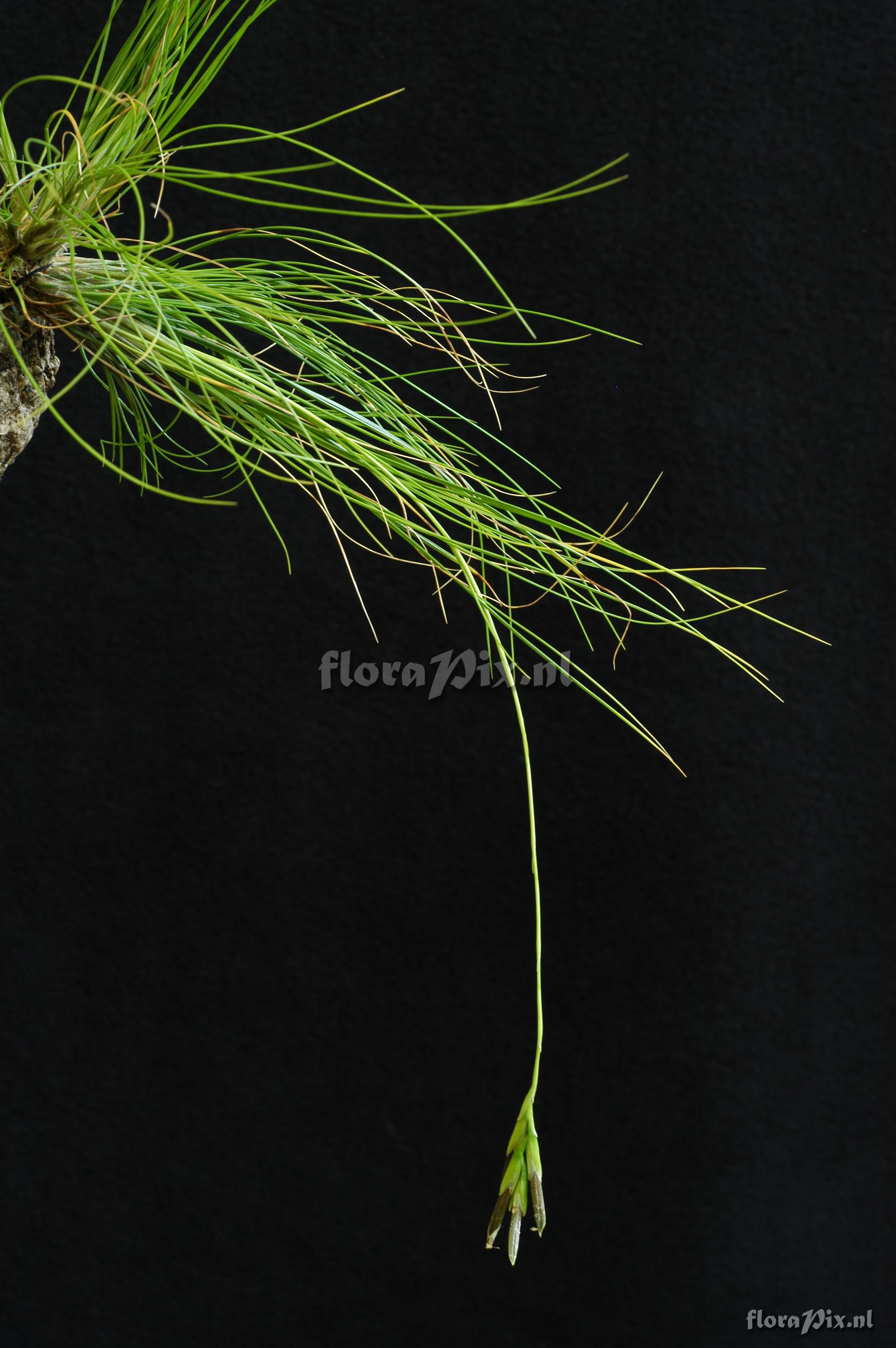 Tillandsia alvareziae 2008GR01408