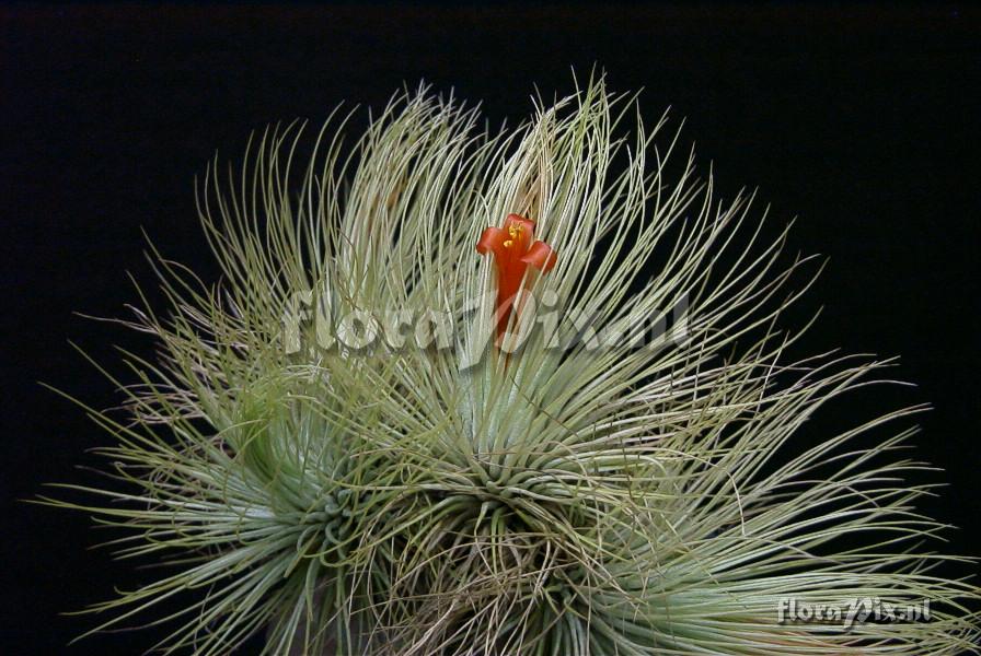 Tillandsia andreana