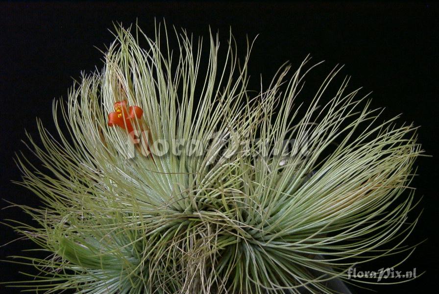 Tillandsia andreana