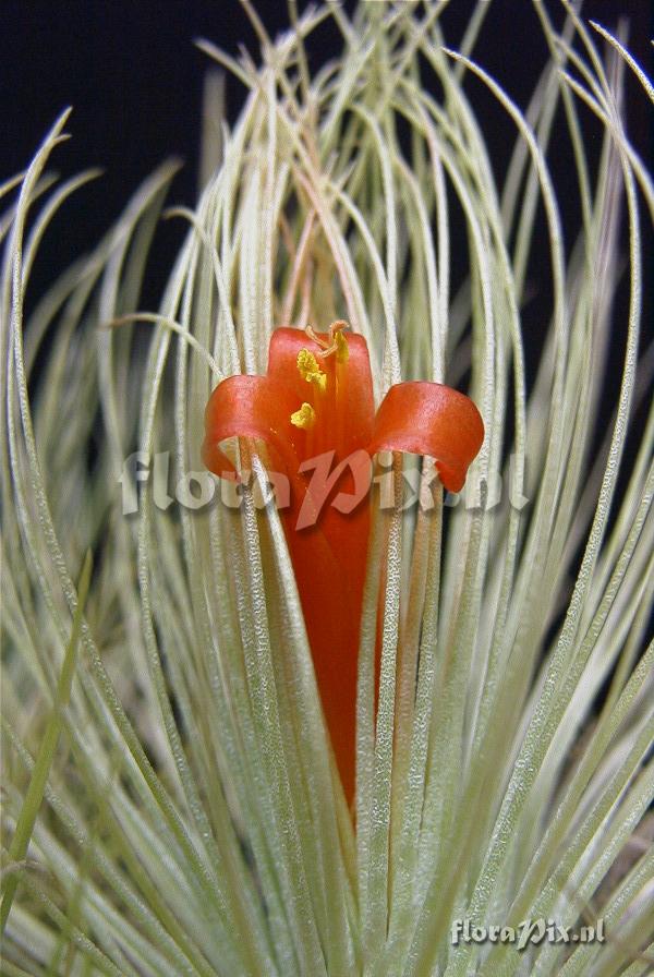 Tillandsia andreana