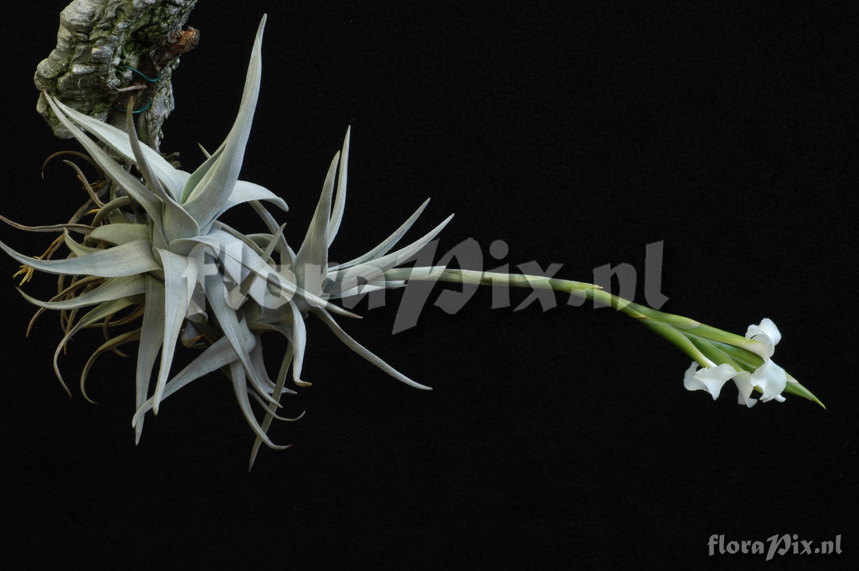 Tillandsia arequitae