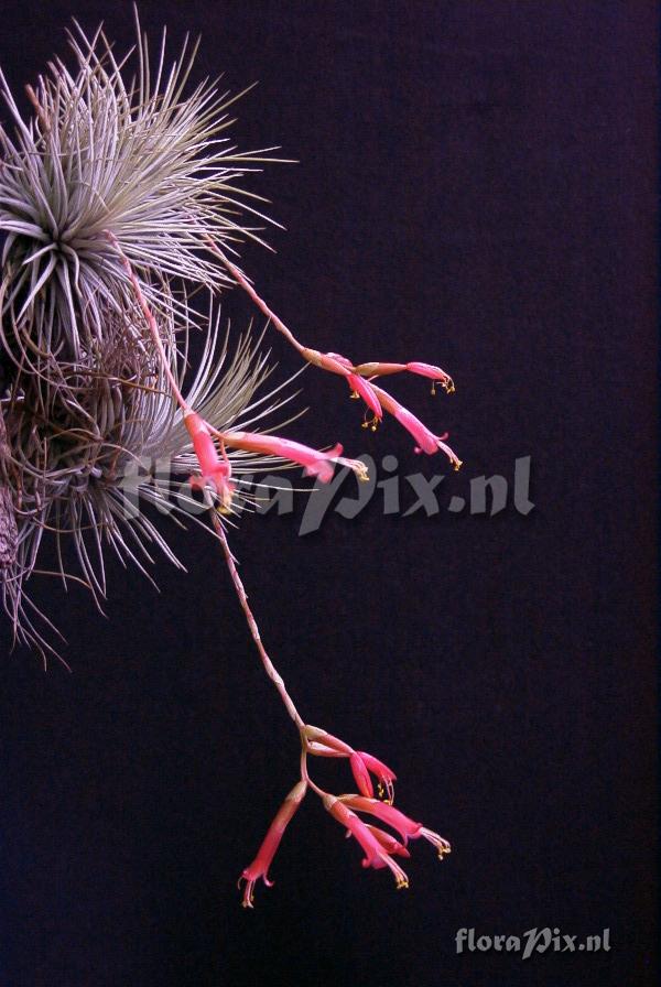 Tillandsia argentea