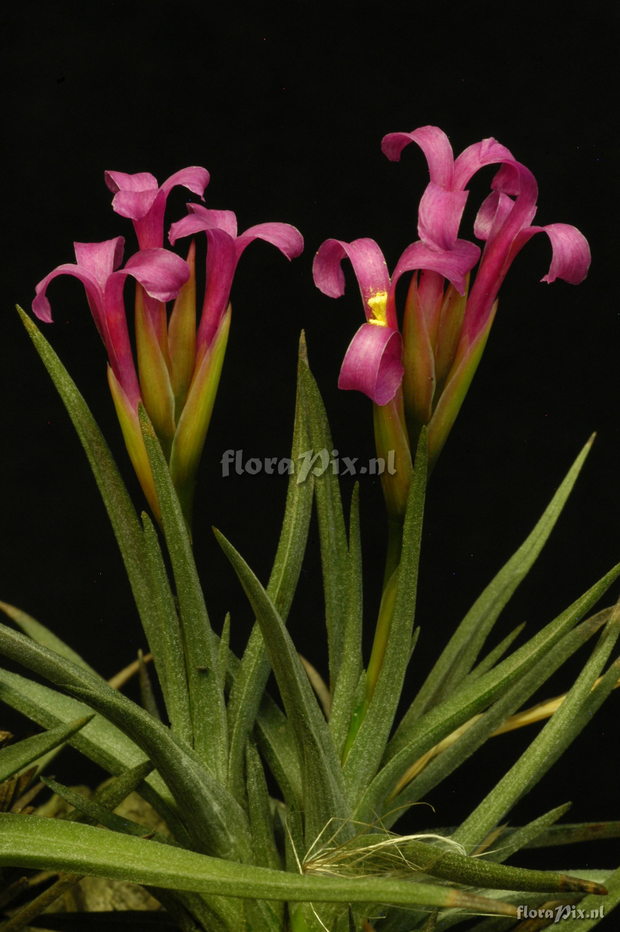 Tillandsia argentina