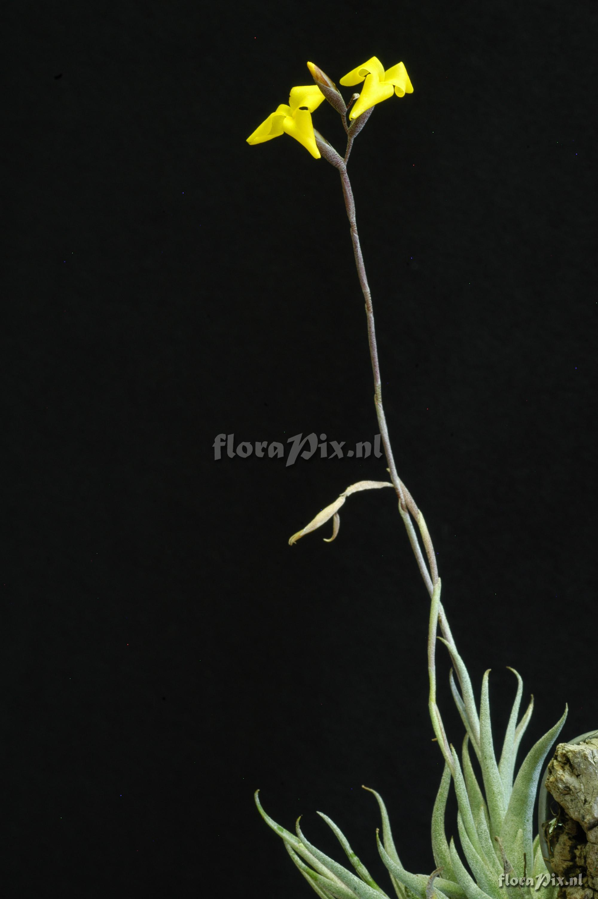 Tillandsia aurea