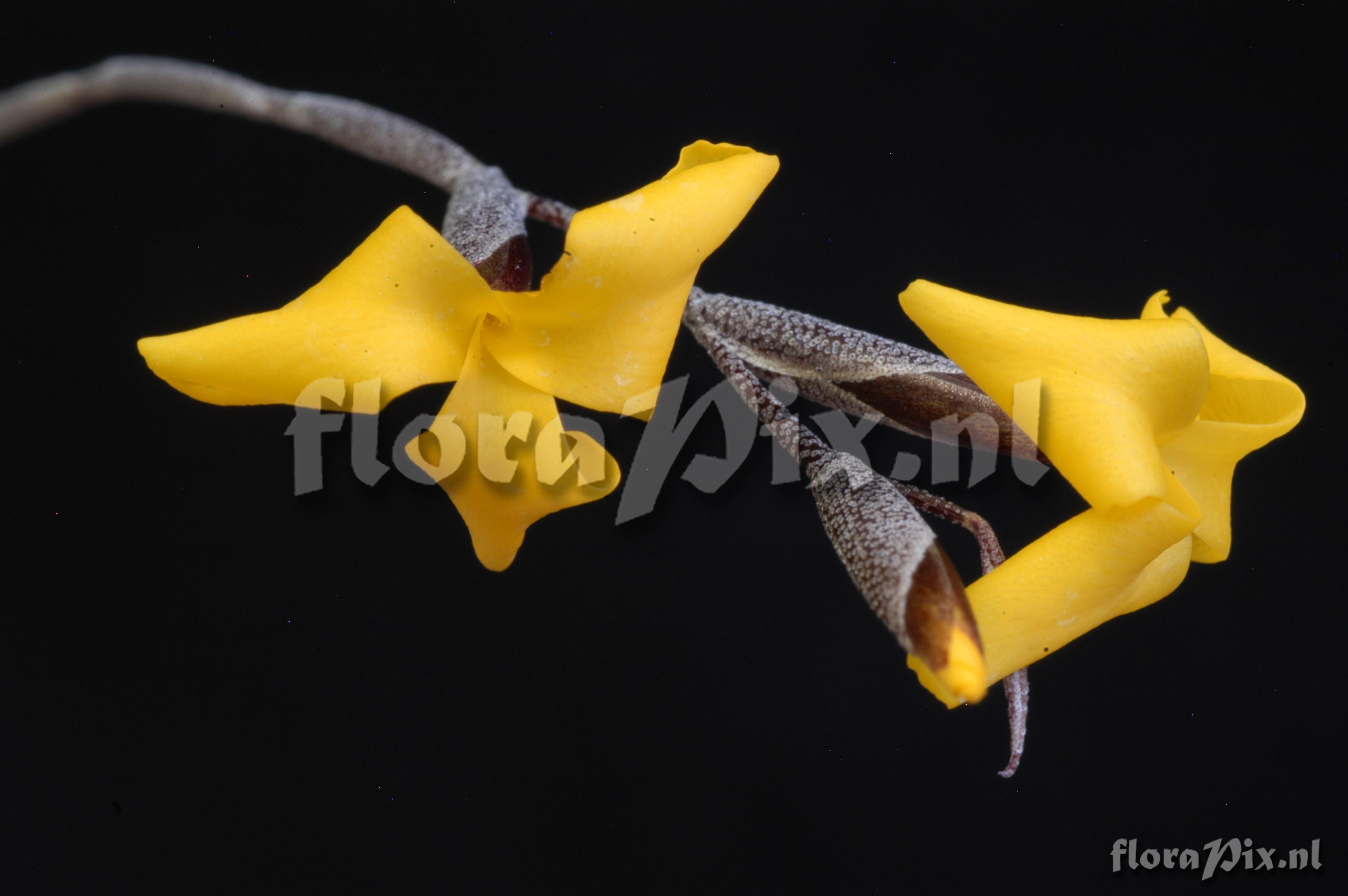 Tillandsia aurea