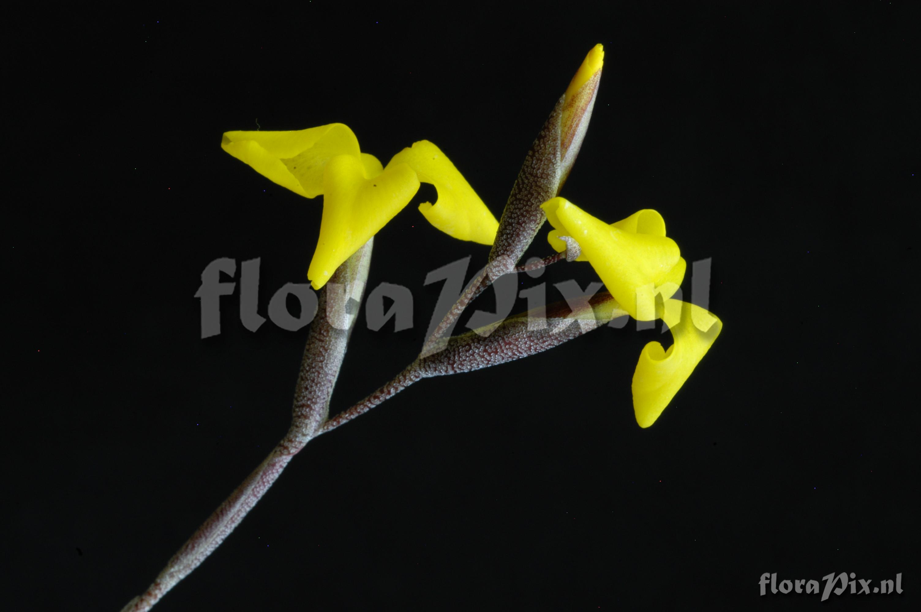 Tillandsia aurea