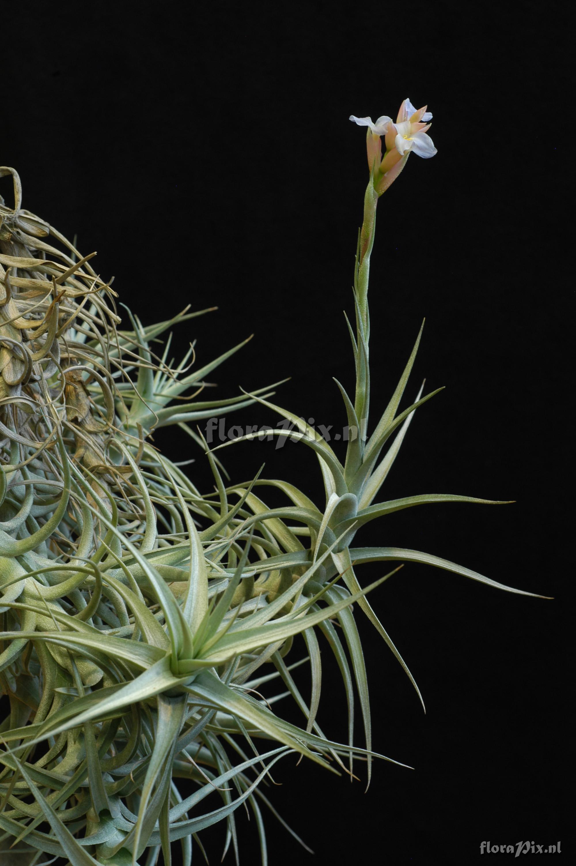 Tillandsia bergeri