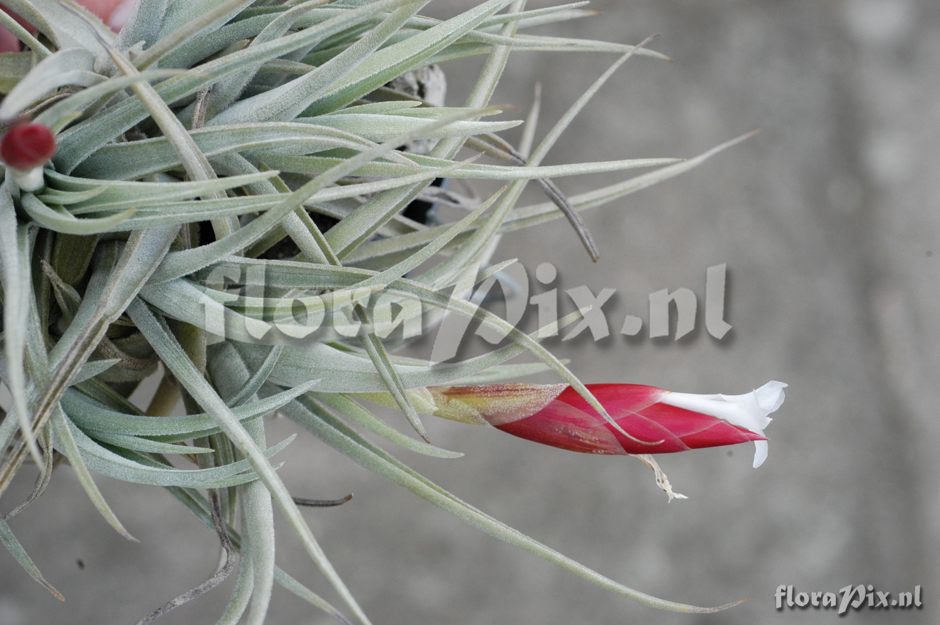 Tillandsia bermejoensis