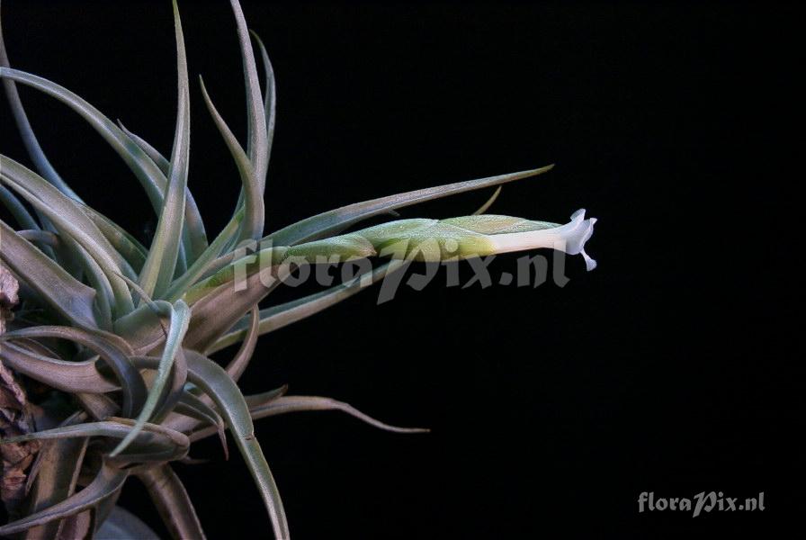 Tillandsia bermejoensis