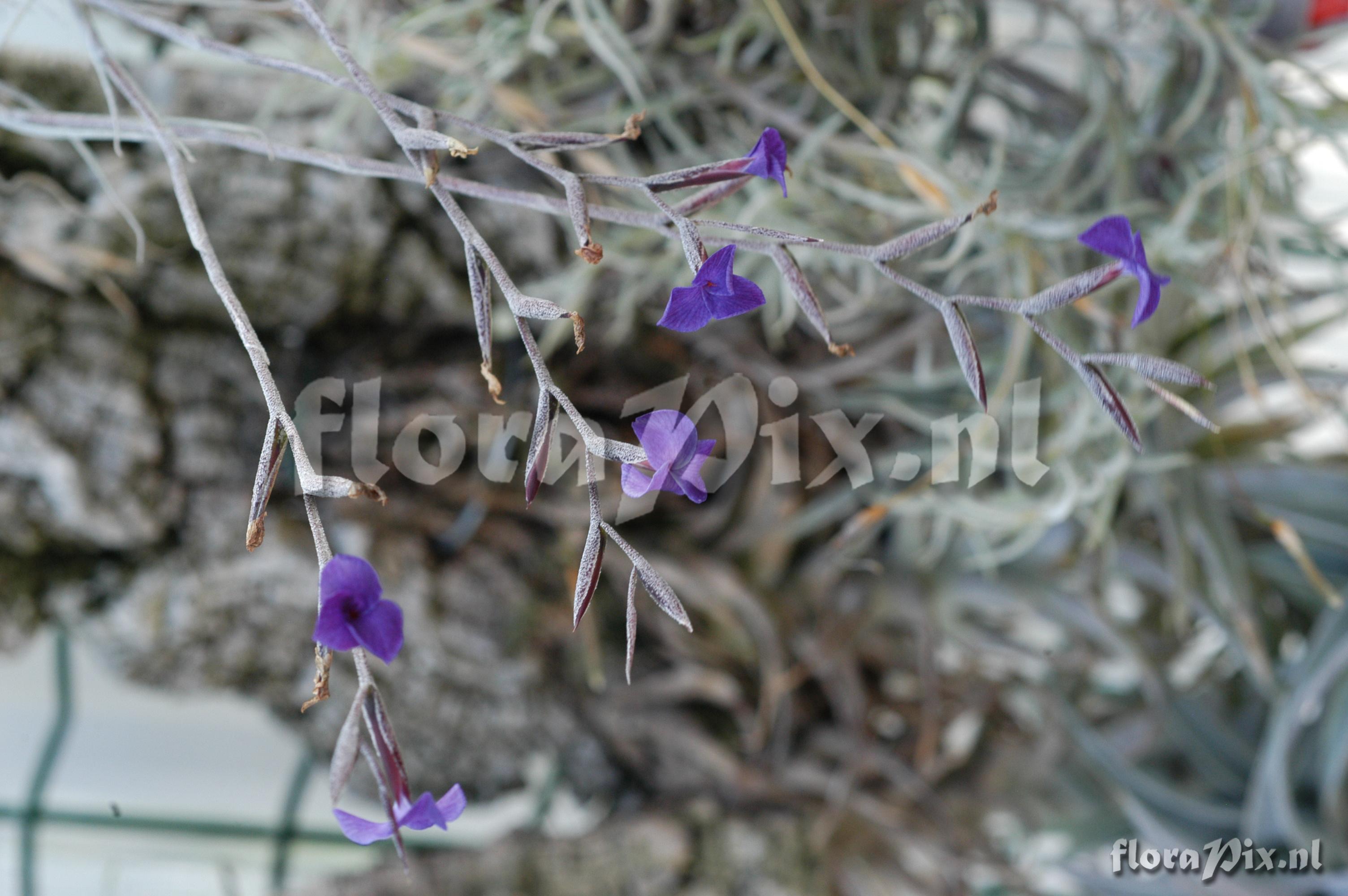 Tillandsia caerulea