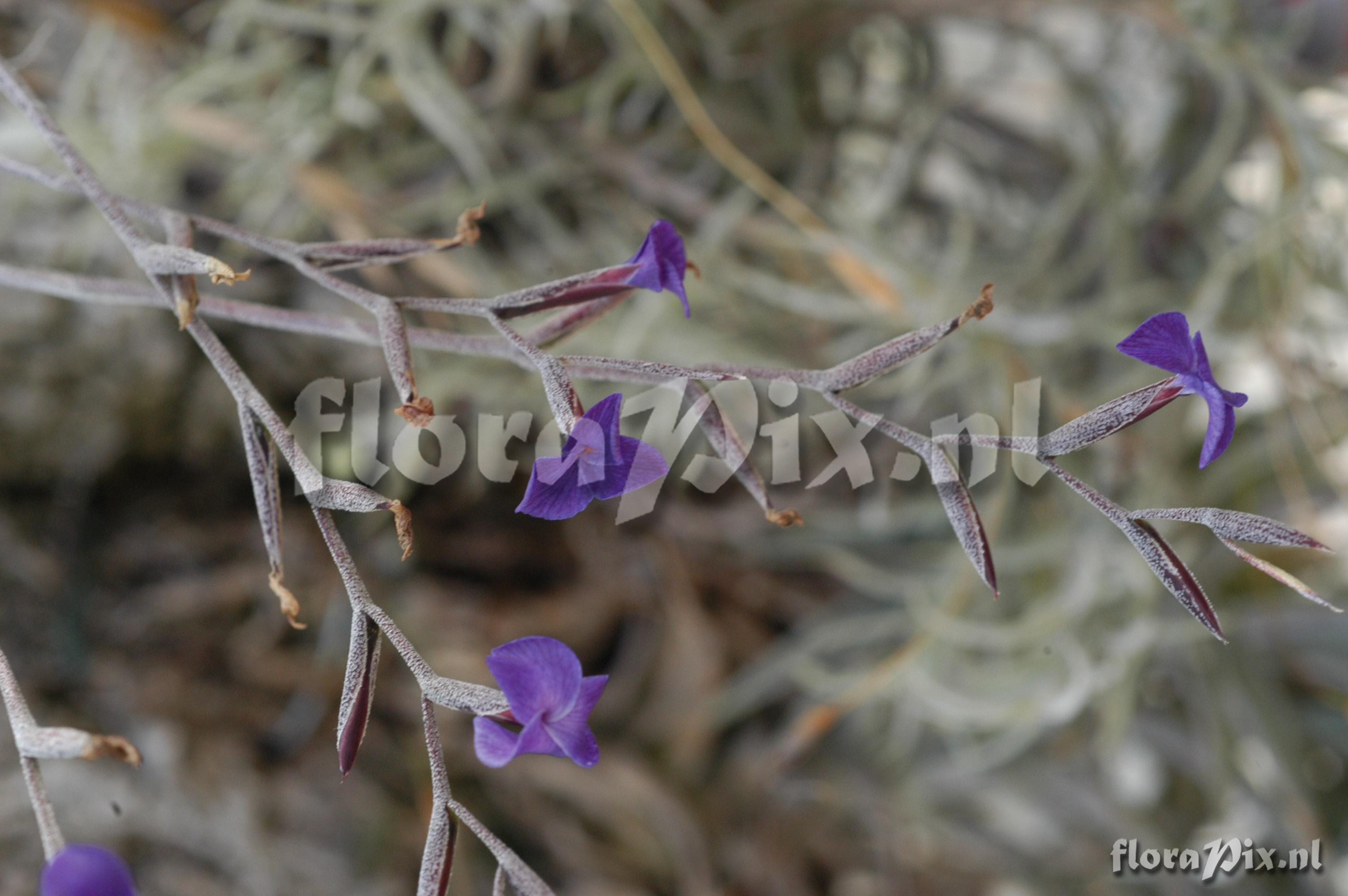 Tillandsia caerulea