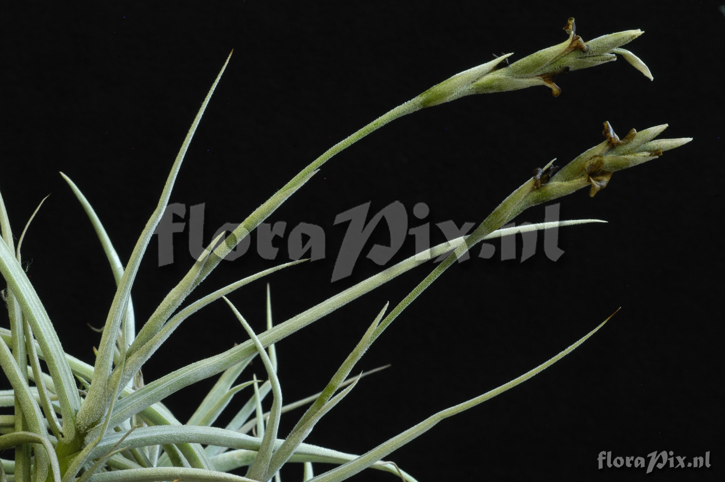 Tillandsia caliginosa