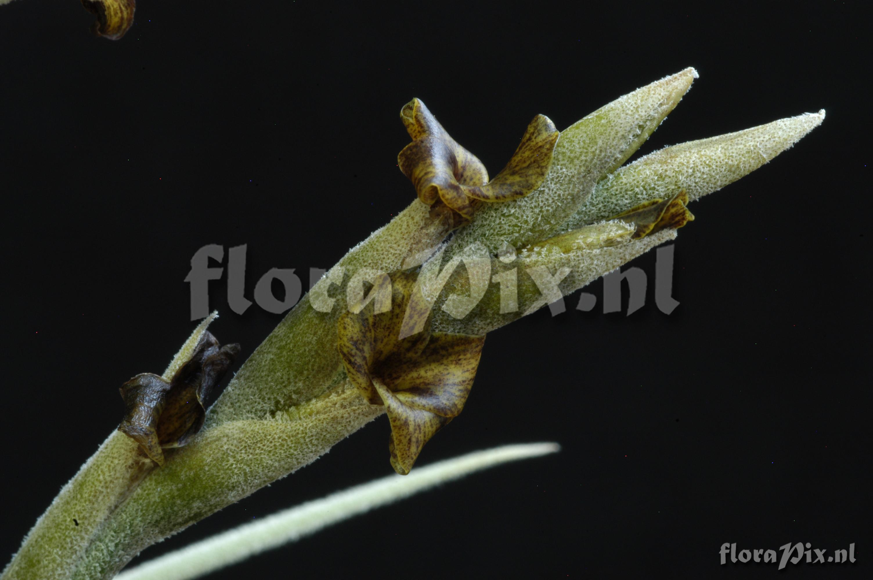 Tillandsia caliginosa