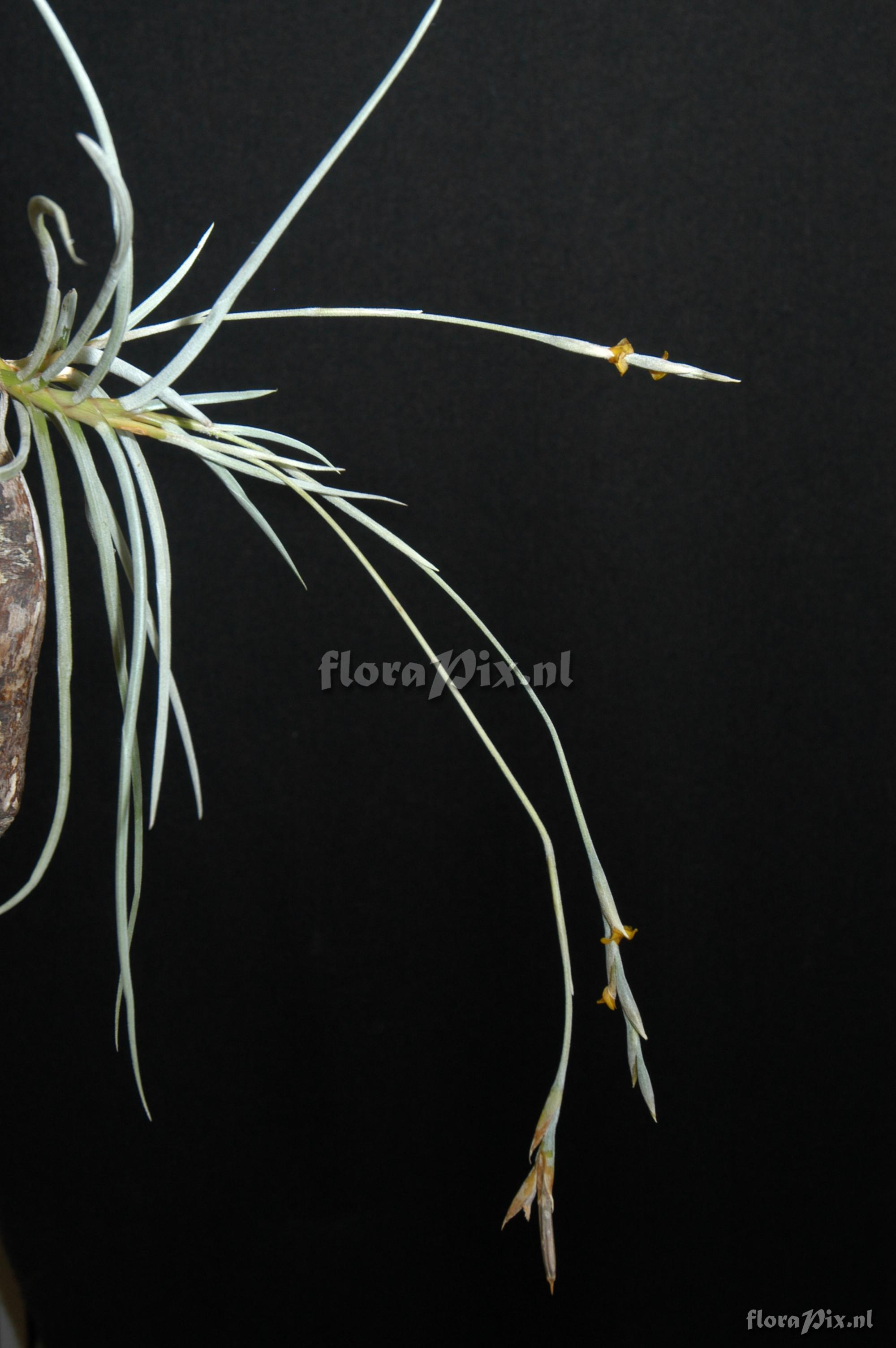 Tillandsia caliginosa