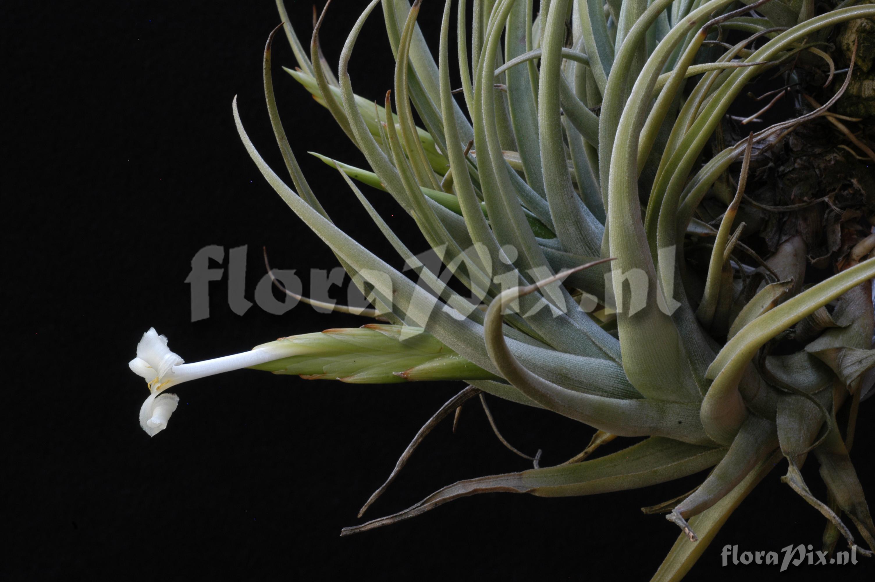 Tillandsia camargoensis