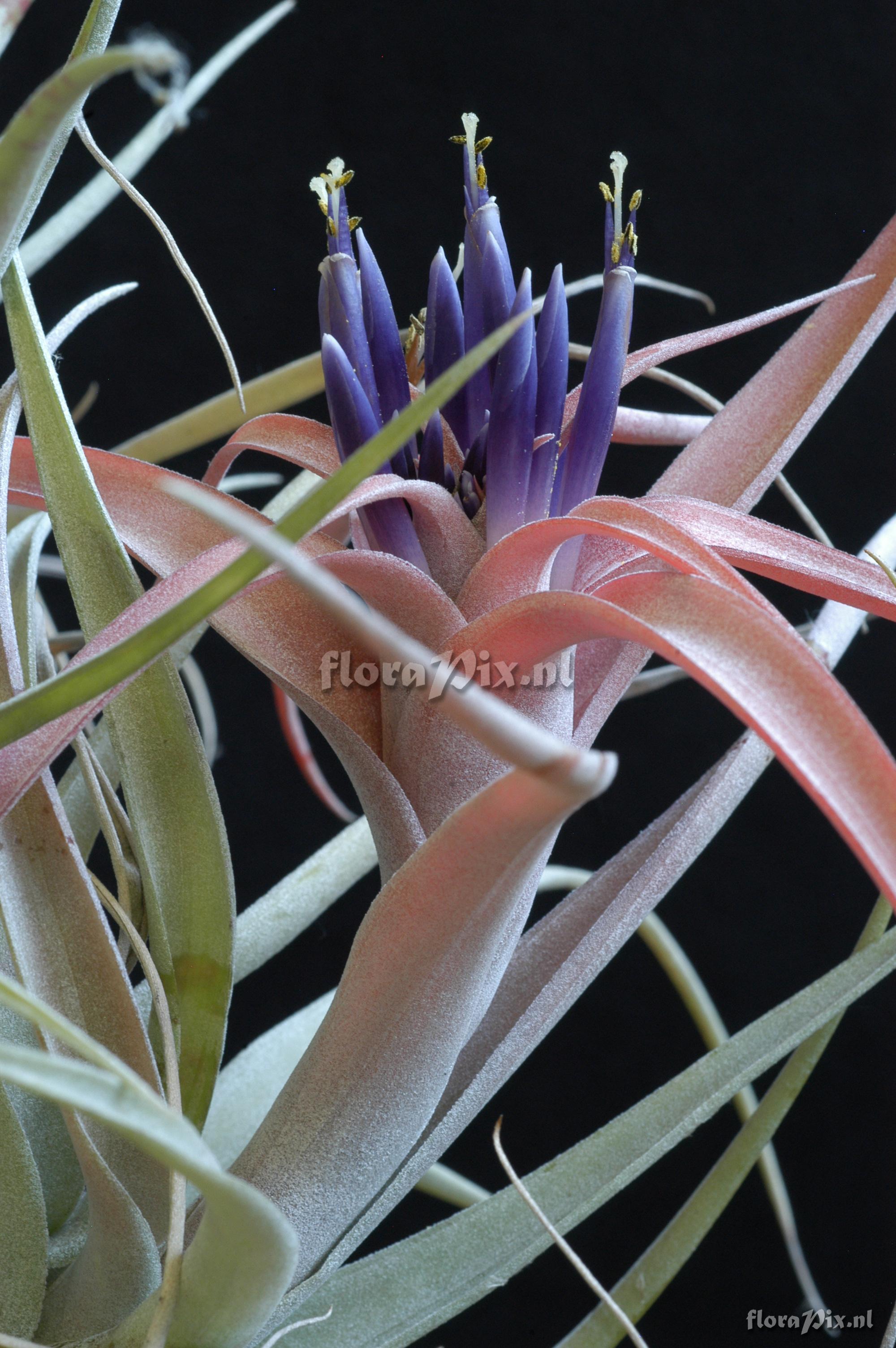 Tillandsia capitata var. capitata