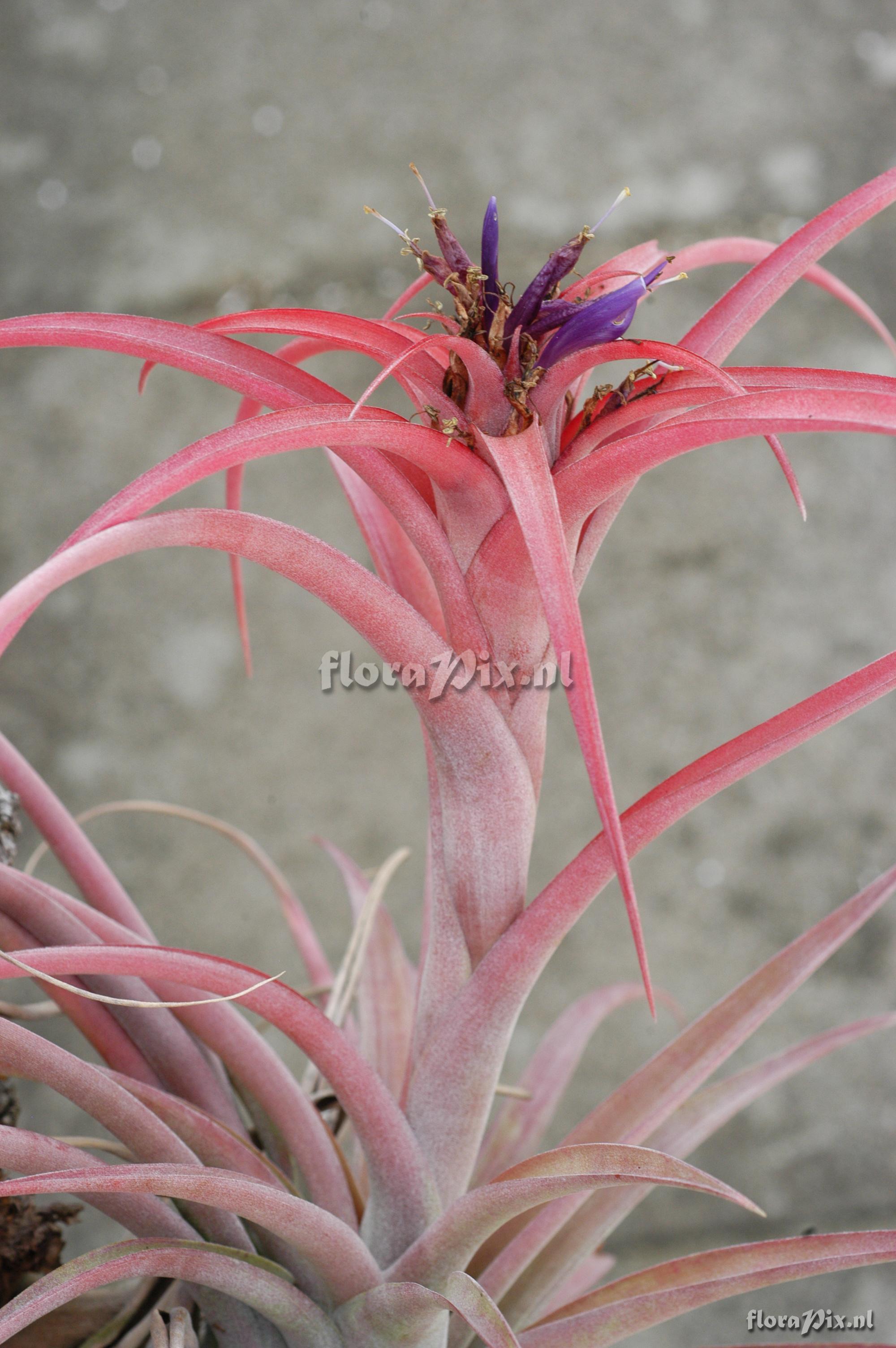 Tillandsia capitata var. capitata