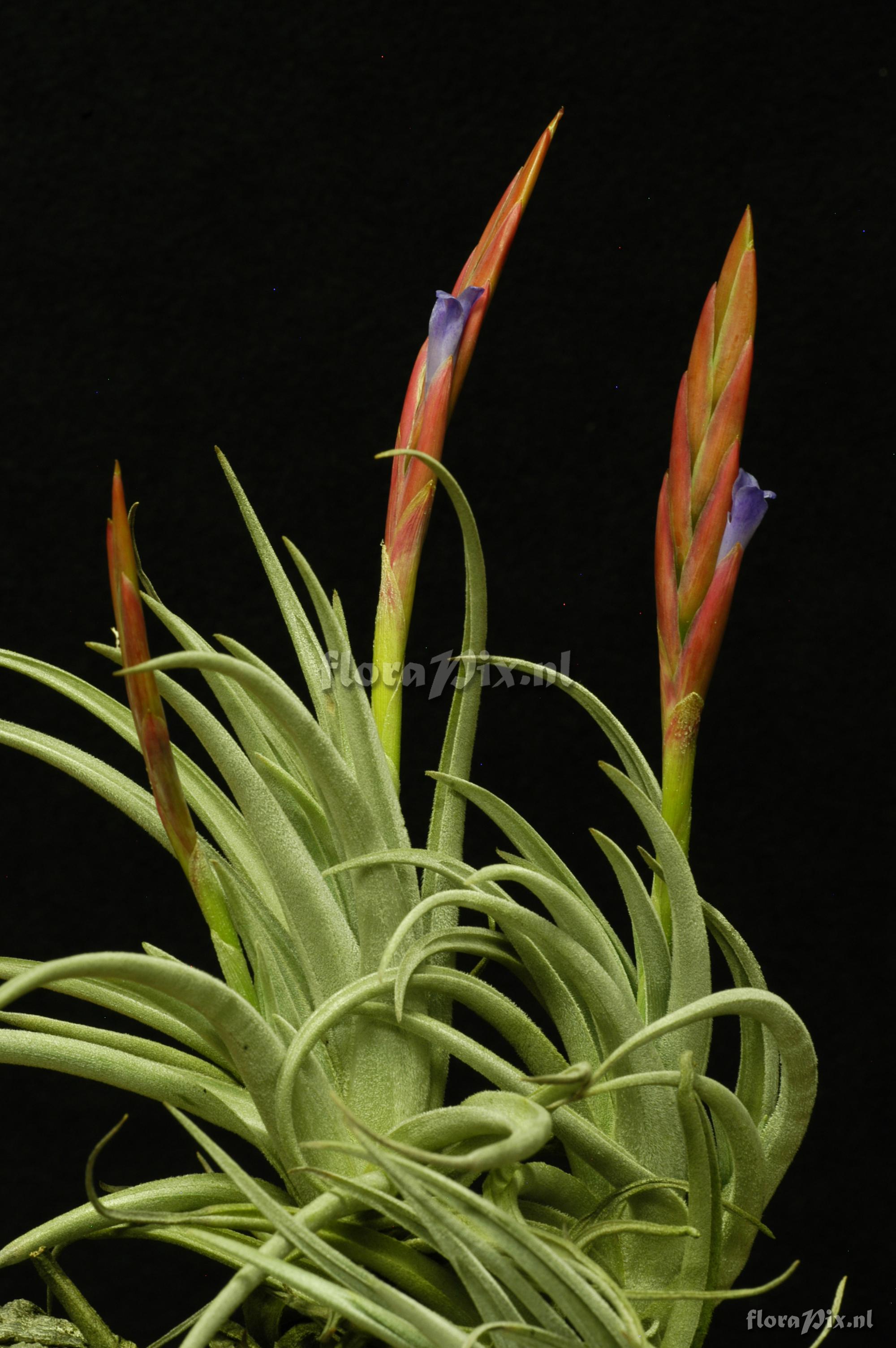 Tillandsia cardenasii