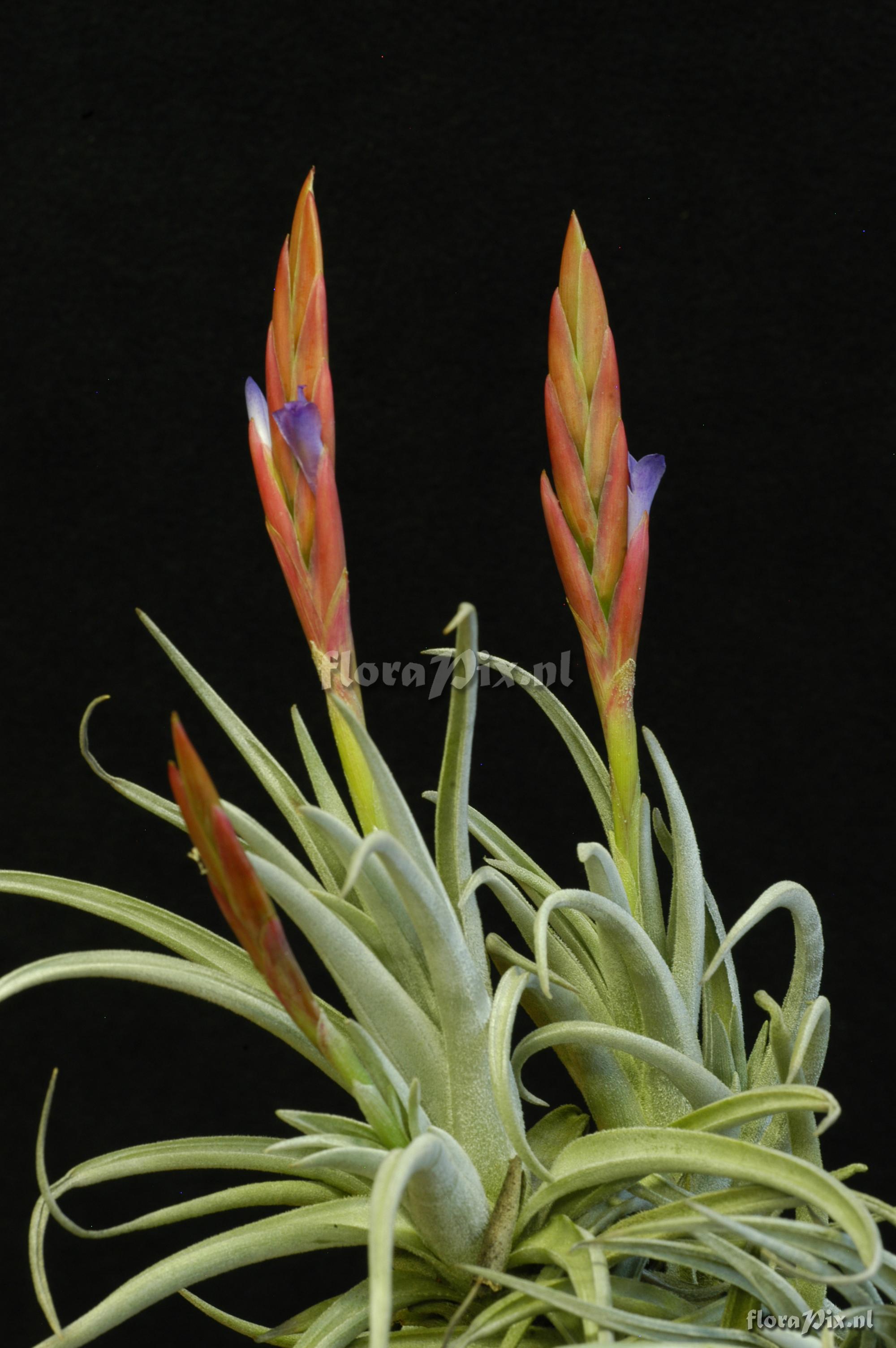 Tillandsia cardenasii